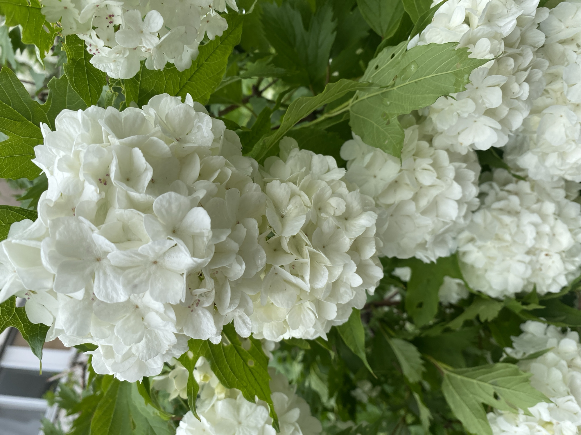 The image shows a close-up view of a cluster of white snowball viburnum flowers and green leaves. Some of the petals appear to have water droplets on them, suggesting recent rain or dew. In the background, out of focus, is a building with a window, possibly part of a residential or commercial structure. The overall scene is that of a plant outdoors. No people, actions, or interactions are depicted. The image's context within Yuzhno-Sakhalinsk, Russia, is not discernible from the visual information alone.