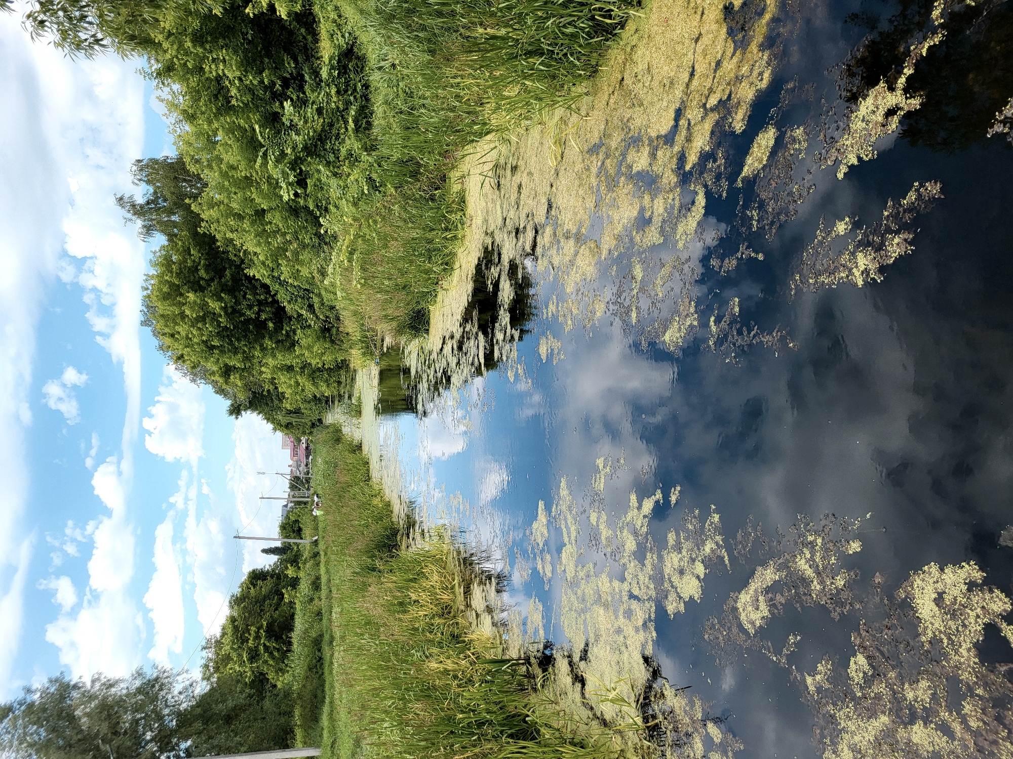 The image depicts a serene canal scene in Zolotonosha, Ukraine. The canal is bordered by lush green vegetation on both sides, with a dense canopy of trees on the left and tall grasses and reeds on the right. The water in the canal is dark and reflects the sky, which is a vibrant blue with scattered white clouds. Patches of green algae or duckweed float on the surface of the water, creating a textured contrast with the dark water and reflections.
In the distance, along the right bank, there appears to be a small cluster of buildings, possibly houses or businesses, with some structures having red roofs. Utility poles and wires are also visible, suggesting the presence of a nearby settlement. On the grass verge near the water's edge on the right, a few figures can be seen, but they are small and indistinct, making it difficult to determine their activity or identity. The overall impression is one of a tranquil, natural setting on a bright, likely sunny day, given the clear sky and strong reflections. The time of day appears to be daytime, possibly late morning or afternoon. The scene evokes a sense of peace and quietude, typical of a rural or semi-rural landscape. No visible text is present in the image.
