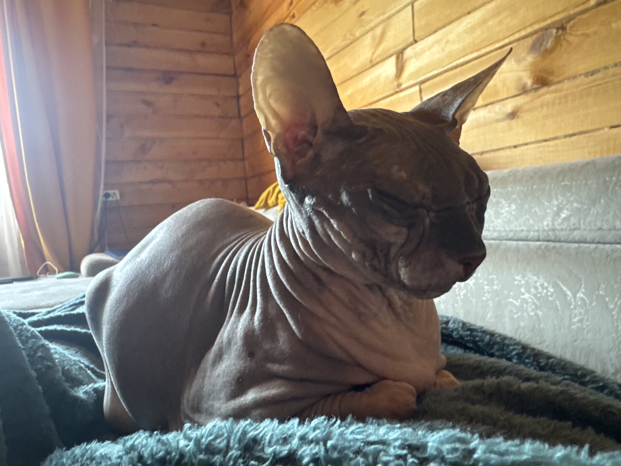 A Sphynx cat is resting on a teal blanket in a room with wood-paneled walls. The cat is positioned on the right side of the frame, facing towards the right, with its eyes closed. Its skin is wrinkled and a light brown color. The background shows horizontal wood planks on the wall and a portion of a couch. A curtain is visible on the left side of the image. The lighting suggests an indoor environment, possibly during daylight hours. The image was taken in Nikolaevka, Russia.