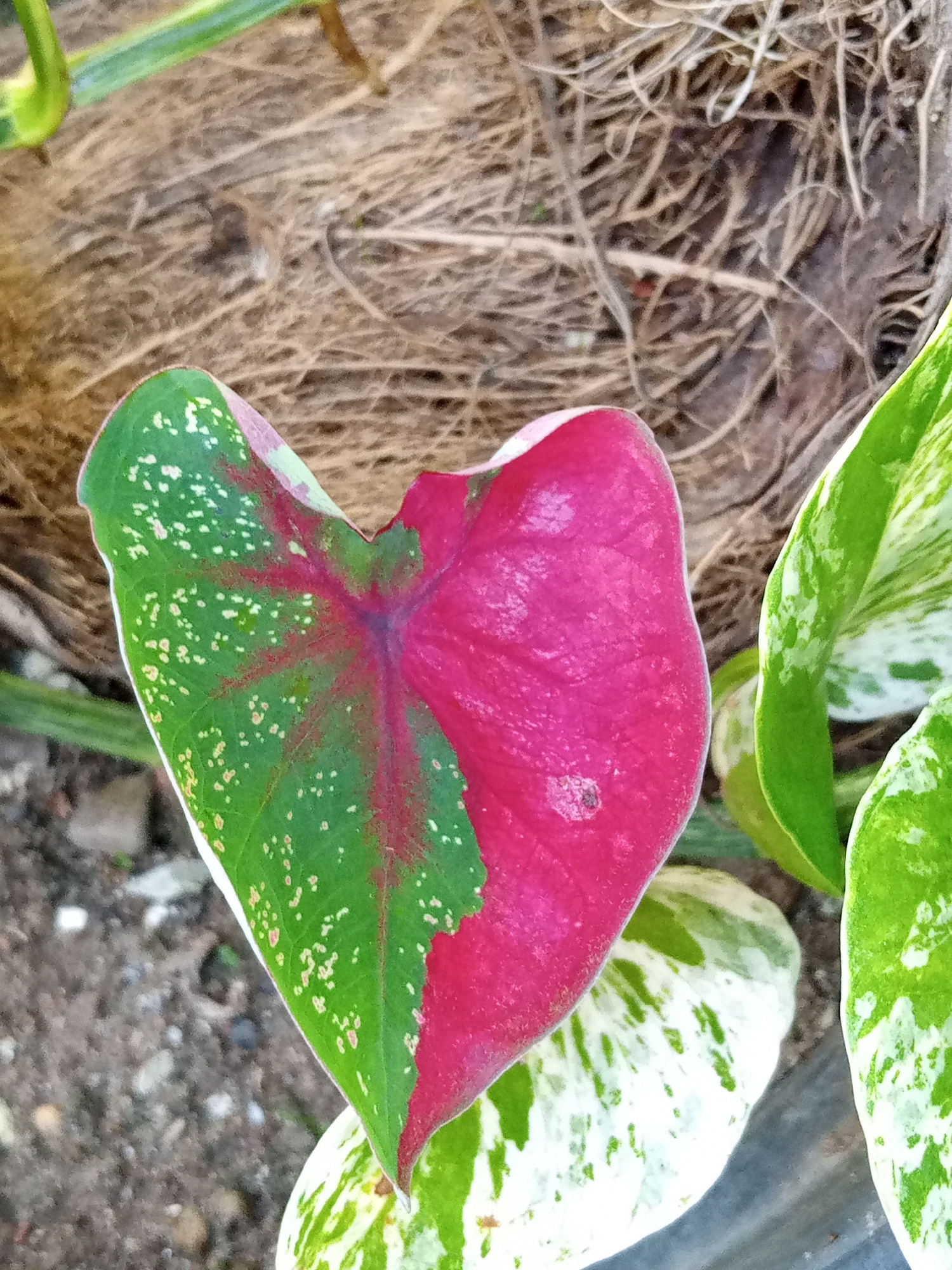 A close-up, eye-level shot captures a vibrant heart-shaped leaf of a Caladium plant. The leaf is bisected by color: the left side is a deep green speckled with small white dots, transitioning to a rich fuchsia on the right. A prominent red vein runs from the base to the tip, radiating outwards. Behind the Caladium leaf, a nest-like structure of dried plant material is visible, with hints of green foliage and darker soil below. To the right, other variegated green and white leaves are partially in frame. The image appears to be taken outdoors in natural light.