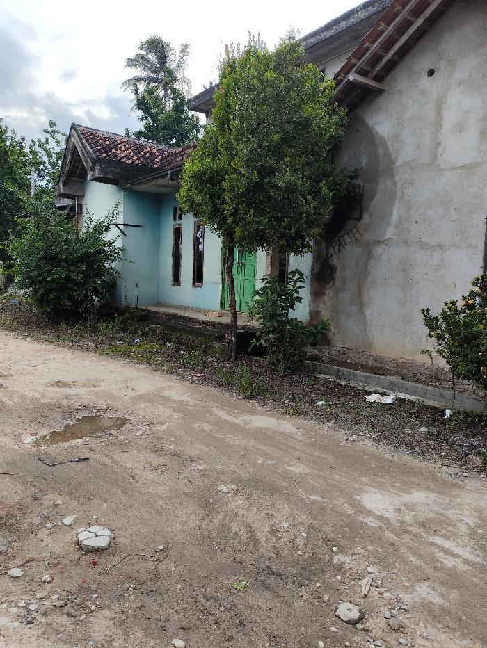 This image depicts a quiet, semi-rural scene in Kecamatan Selagai Lingga, Indonesia, focusing on a dirt road bordering two houses and lush vegetation under an overcast sky.
In the foreground, an unpaved, uneven dirt road stretches through the frame. It features several patches of mud and small puddles, suggesting recent rain or poor drainage, and is strewn with small rocks and fragments of concrete. To the right, the scene transitions to two houses. The house on the left has a light blue-green exterior, a prominent gable with a red-tiled roof, and two empty window frames. A green wooden door is also visible. Dense bushes surround its base.
Immediately to its right, and partially obscuring it, is a larger house with an unpainted, rough grey concrete wall and a similar tiled roof structure. A large, dense green tree stands directly in front of this grey wall, its foliage partially covering the front of both houses. More trees and greenery, including a palm tree, are visible in the background against a cloudy or overcast sky, indicating it is daytime, likely late morning or afternoon.
Along the immediate edge of the road, a low concrete curb or drainage ditch runs in front of the houses. There are no people visible, and the overall scene conveys a sense of stillness and possibly a slightly unkempt or rustic environment. On the grey concrete wall of the rightmost house, faint black graffiti or writing, appearing to spell "FATIH" or "PATIH", is visible.