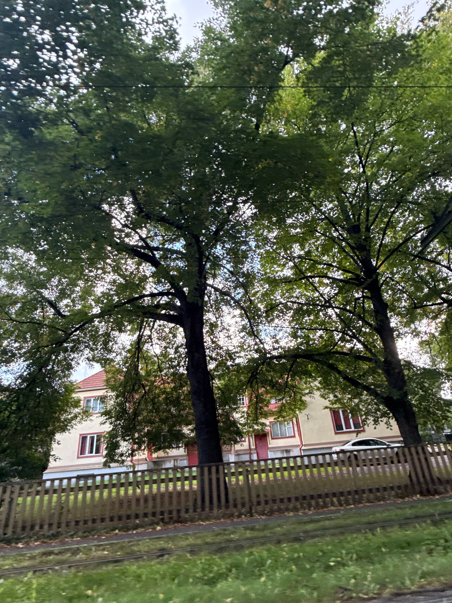 The image captures a street scene in Tallinn, Estonia, with a focus on mature trees in the foreground partially obscuring a residential building and a wooden fence. The building, painted in a pale yellow with red trim around the windows and roof, appears to be a multi-story apartment building. Several windows with red shutters are visible. A white car is parked or driving past in front of the building. The fence, constructed of vertical wooden planks, runs along the edge of the property. In the foreground, a grassy area with some fallen leaves is visible, with what appear to be tram tracks running through it. The overall lighting suggests it is daytime, possibly overcast, with the sun filtering through the dense green foliage of the trees.