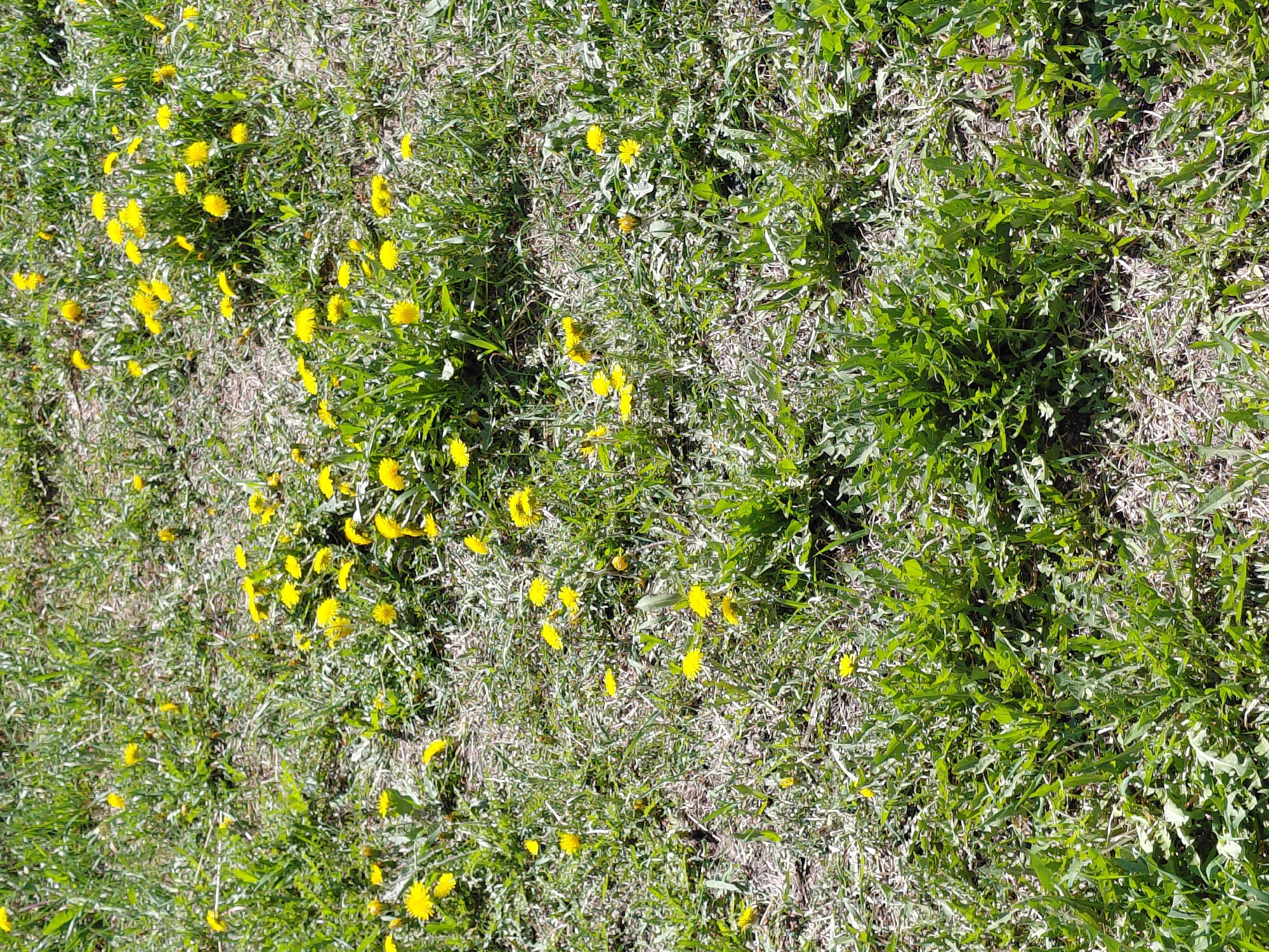 The image presents an overhead view of a patch of ground heavily populated with green vegetation and numerous bright yellow flowers. The scene depicts a natural outdoor environment, most likely a grassy field, lawn, or uncultivated area.
The primary subjects are dandelions (Taraxacum officinale). Their distinctive deeply lobed, vibrant green leaves are prominent, forming lush patches across the frame. Interspersed with the green foliage are areas of lighter, drier plant material, possibly dead grass or remnants from a previous season, which adds texture to the ground cover. Scattered generously throughout the entire area are bright yellow dandelion flowers in various stages of bloom. These small, circular flowers provide distinct pops of color against the green and muted tones of the underlying ground.
The lighting is natural and bright, indicating a sunny day, likely during late morning or early afternoon, with direct sunlight illuminating the scene. No specific activities or events are depicted; it is a static capture of nature. There are no visible people, animals, or man-made objects, nor any discernible text. Given the location context of Nadym, Russia, the image likely captures the verdant onset of spring or early summer, a common sight when dandelions proliferate.