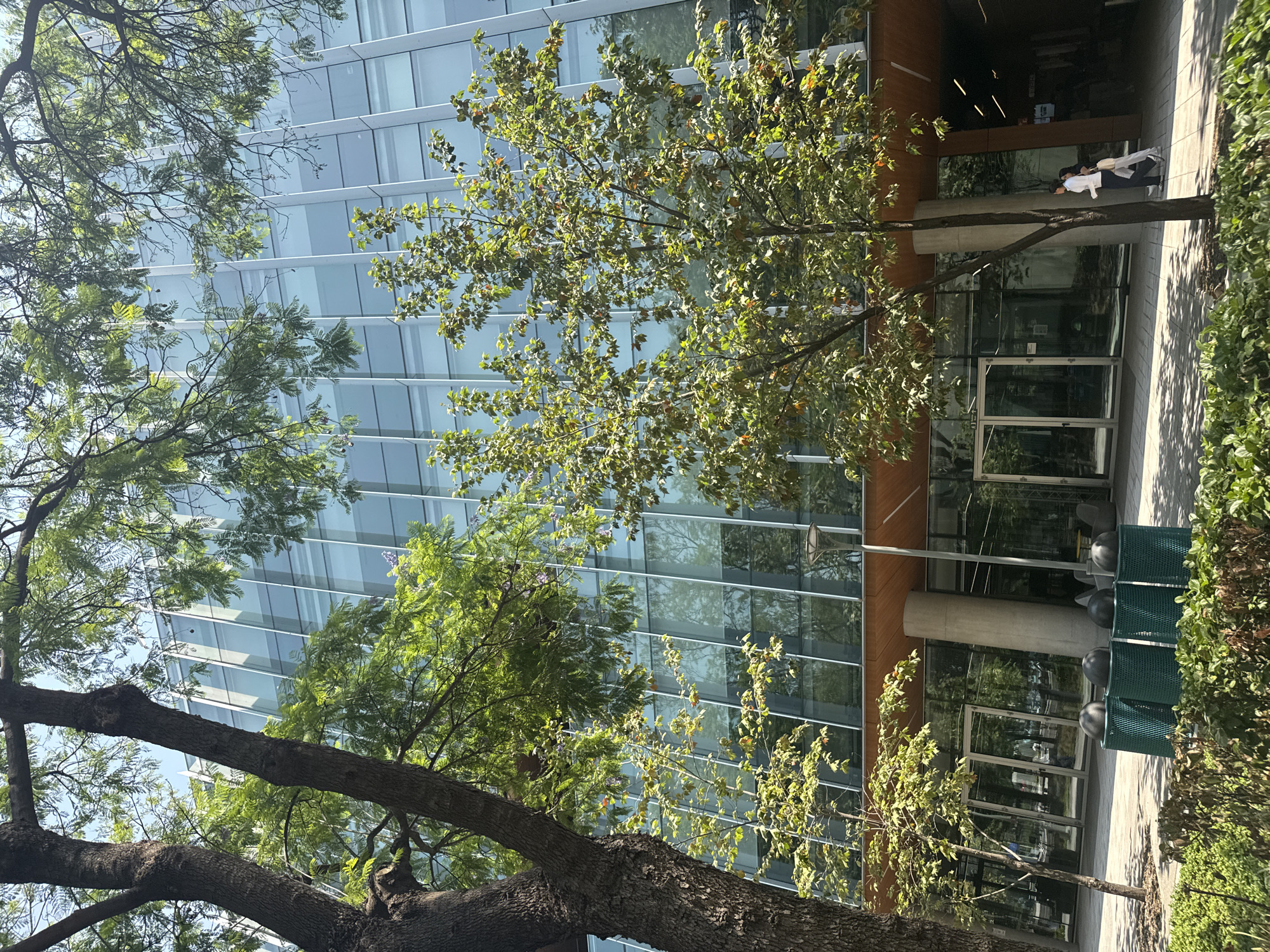 A low-angle outdoor shot features a modern building with a glass facade in Mexico City, Mexico. The structure has horizontal lines across the glass, possibly indicating floors. In front of the building, several trees partially obscure the view. Two people, one in white and one in black, are walking in front of the building's entrance, which has glass doors and pillars. There are several dark green bins on the side, with a gray pavement beneath. Sunlight illuminates the scene from the left side of the frame.