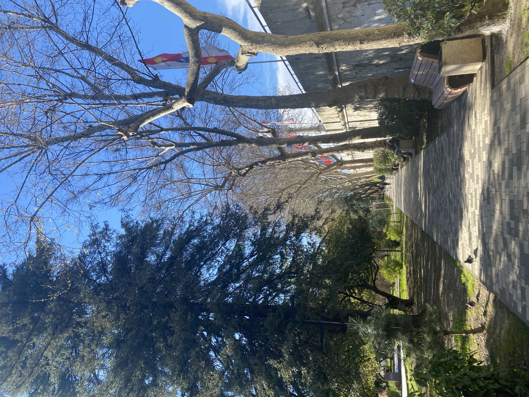 The image shows a tree-lined pedestrian walkway in Sochi, Russia. Benches are positioned along the walkway next to a low wall. Numerous flags are hung above the walkway between trees. The weather appears clear and sunny. Several people are visible in the distance along the path. Trees are sparse in foliage along the path, and a large evergreen tree is in the foreground on the left. The path is paved with gray and white interlocking pavers.