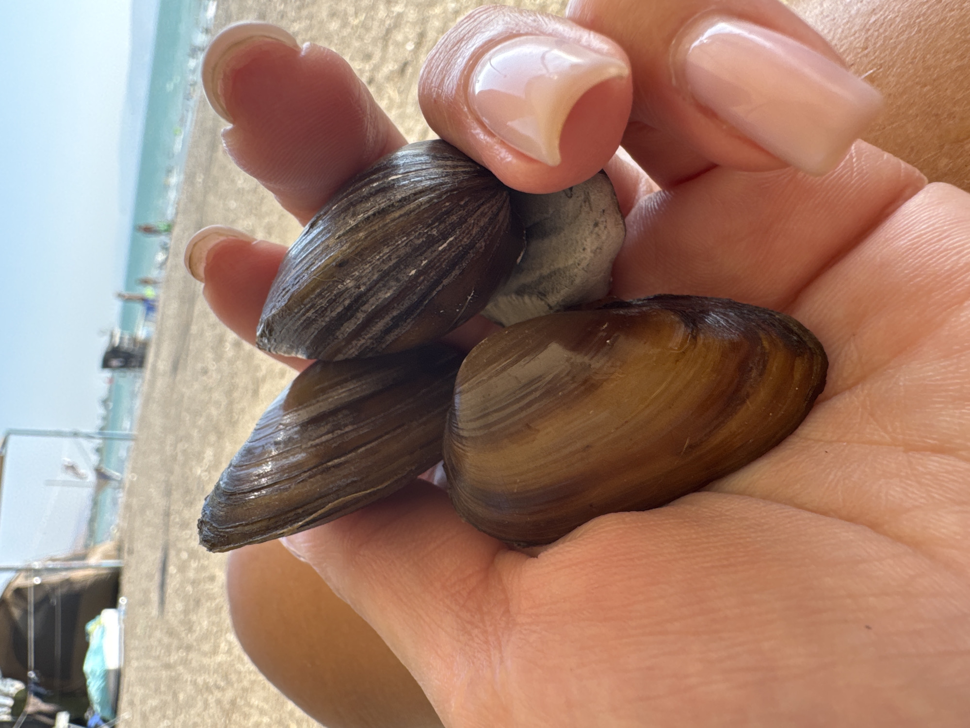 A close-up shot focuses on a person's hand holding three dark brown, elongated mussel shells and a grey pebble against a blurred background of a sandy beach, turquoise water, and a clear blue sky, possibly in the Golan Regional Council, Israel. The hand, with light skin and neatly manicured nails, cradles the shells and stone. The mussels appear smooth and slightly iridescent, with visible lines indicating their growth. In the distance, a beach umbrella, people, and a calm sea suggest a sunny day. The image captures a moment of collecting natural objects on a coastal outing.