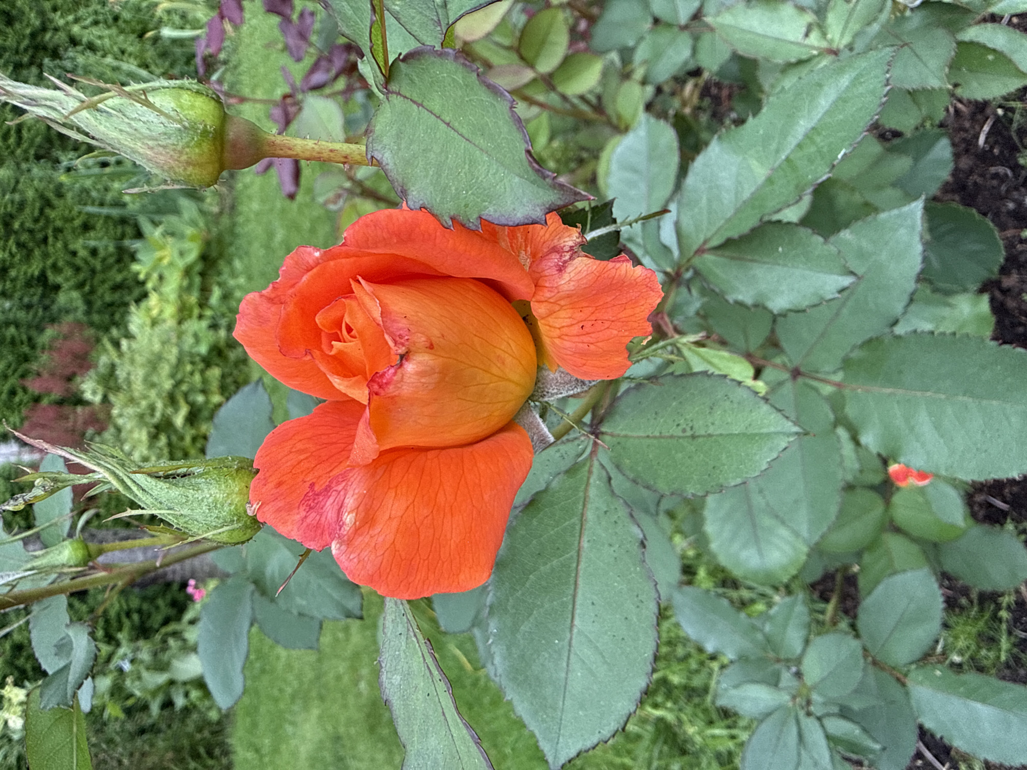 An extreme close-up, eye-level shot captures an orange rose in full bloom, its petals unfurling with vibrant intensity. The rose is the central subject, positioned slightly to the left of the frame, its form detailed with textured petals. Surrounding the rose are its lush green leaves, some with dark, serrated edges, providing a rich backdrop. Two green rosebuds are visible, one directly above the bloom and another further to the left, hinting at future blossoms. The background is a soft focus blur of green foliage, suggesting a garden setting. The lighting is natural and diffused, creating soft shadows and highlighting the textures of the rose and leaves. The image appears to have been taken outdoors, in a garden or park, with no artificial elements or structures visible. The overall impression is one of natural beauty and botanical detail.