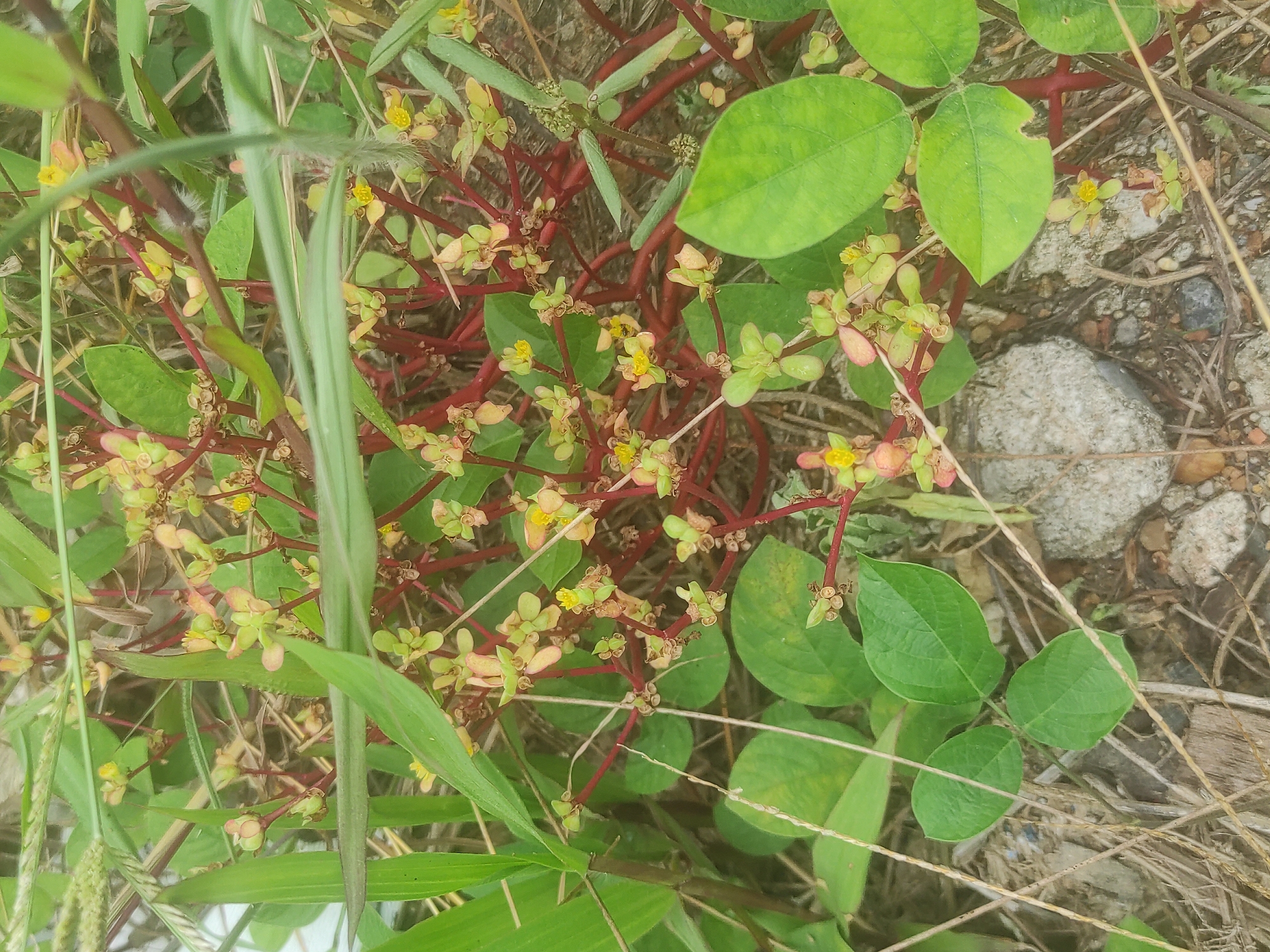 The image provides a close-up, top-down view of dense ground vegetation in what appears to be a natural outdoor setting during daytime. The primary subject is a sprawling plant characterized by numerous thin, reddish stems. These stems are covered with many small, light green leaves, which vary in shape from round to heart-shaped. Among the foliage are abundant clusters of tiny, yellowish-green buds and small, bright yellow flowers, often with a subtle pinkish-red tinge on their outer parts. Some of the green leaves show minor damage, such as a small bite mark.
Interspersed with this red-stemmed plant are various blades of green grass and some dried, straw-like vegetation. The ground beneath the plants is visible in patches, showing a mix of reddish-brown soil, small grey and brown pebbles, and dried plant debris. The lighting is diffused, suggesting an overcast day or indirect sunlight, as no harsh shadows are cast. There are no people, objects of human origin, or discernible activities taking place. No text is visible in the image. The scene offers a detailed look at the ground-level flora, showcasing a blend of vibrant green and red hues against an earthy backdrop.