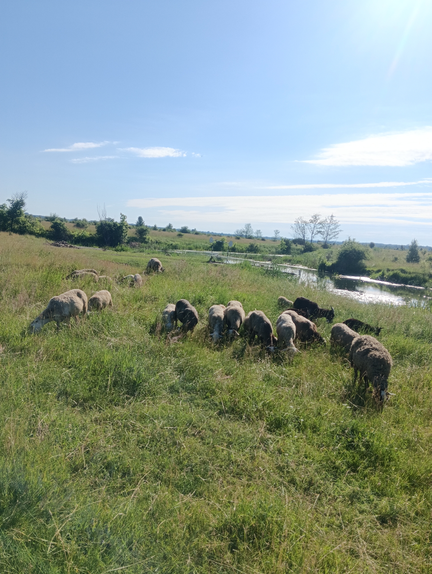 A flock of sheep grazes in a lush, green field under a clear blue sky with scattered white clouds. A narrow, shimmering body of water, possibly a river or canal, runs horizontally across the middle ground, reflecting the sunlight. The landscape is characterized by rolling hills covered in tall grass and scattered trees and bushes, suggesting a rural or semi-rural setting. The sheep are mostly light-colored, with a few darker ones interspersed, and they are actively eating grass. The overall impression is one of a peaceful, pastoral scene.