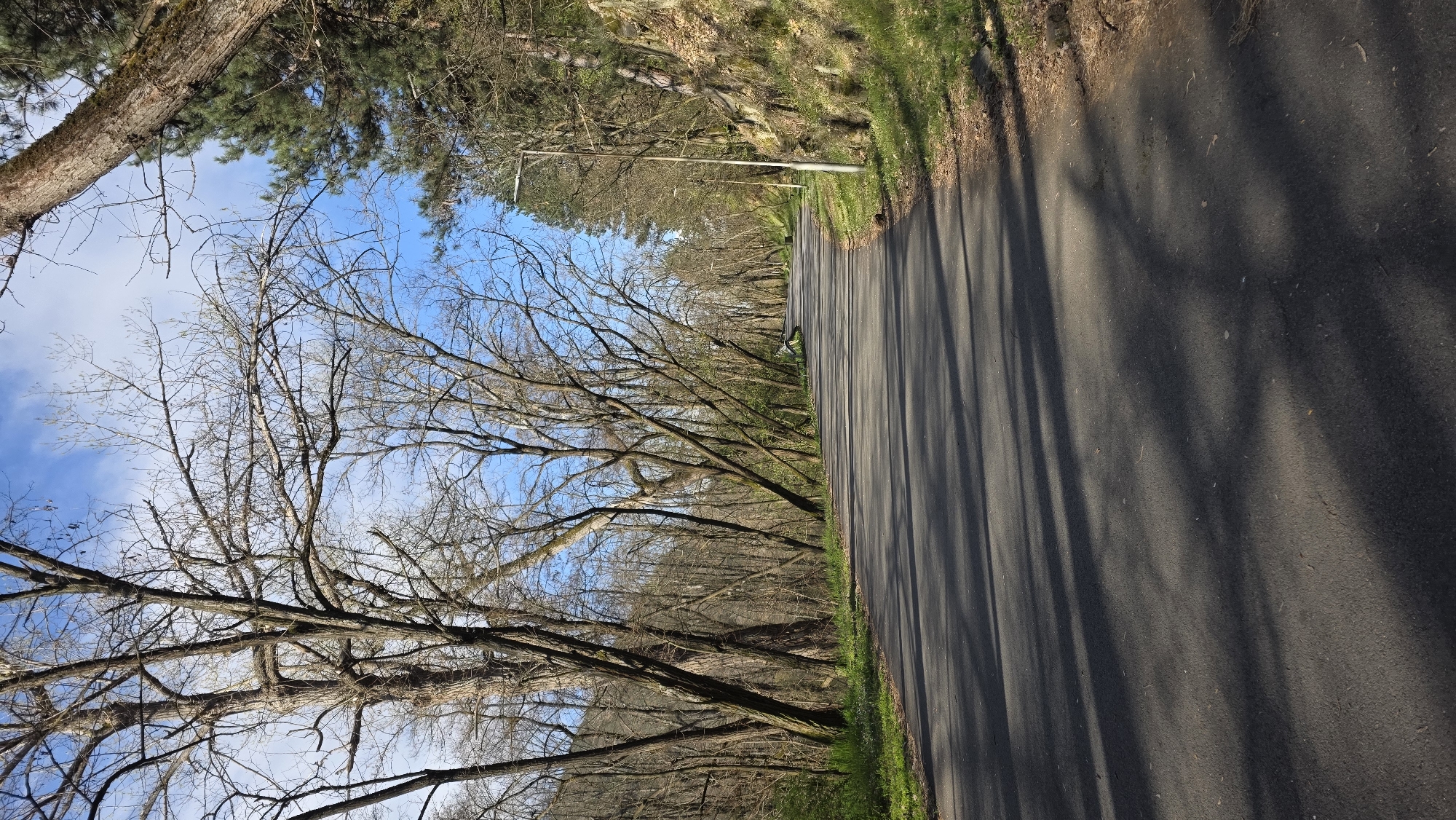 The image depicts a road in Blagoevgrad, Bulgaria. The road is asphalt, running straight, with shadows from trees. On either side of the road are trees, some bare, others with green foliage. Above the trees is a blue sky with some clouds. A street light is visible along the roadside. The image appears to be taken on a sunny day.