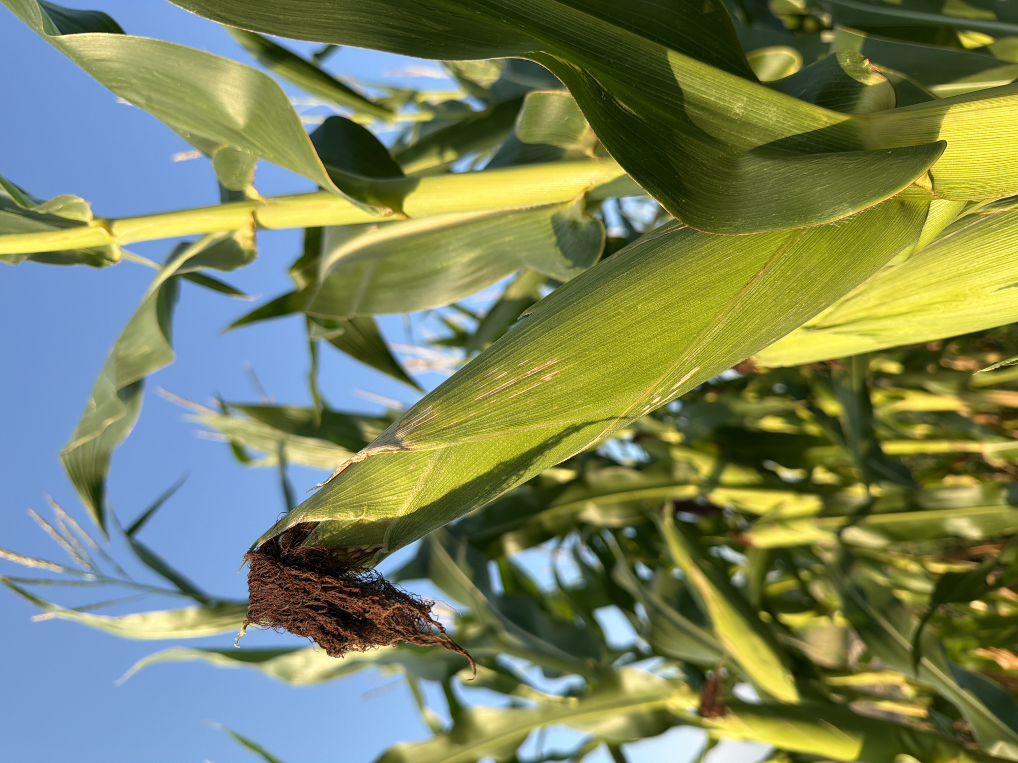 The image is a close-up shot of a corn cob in a field. The corn cob is partially covered by its green husks, with the dark brown tassels emerging from the top. The stalks and leaves of the corn plant are visible in the foreground and background, with the stalks appearing thick and green. The sky in the background is a clear, bright blue, suggesting it is daytime and likely sunny due to the lighting on the corn. The scene is outdoors, in a rural or agricultural setting. There are no people or animals visible in the image. The location is identified as a cornfield in the city of Melick, Netherlands.