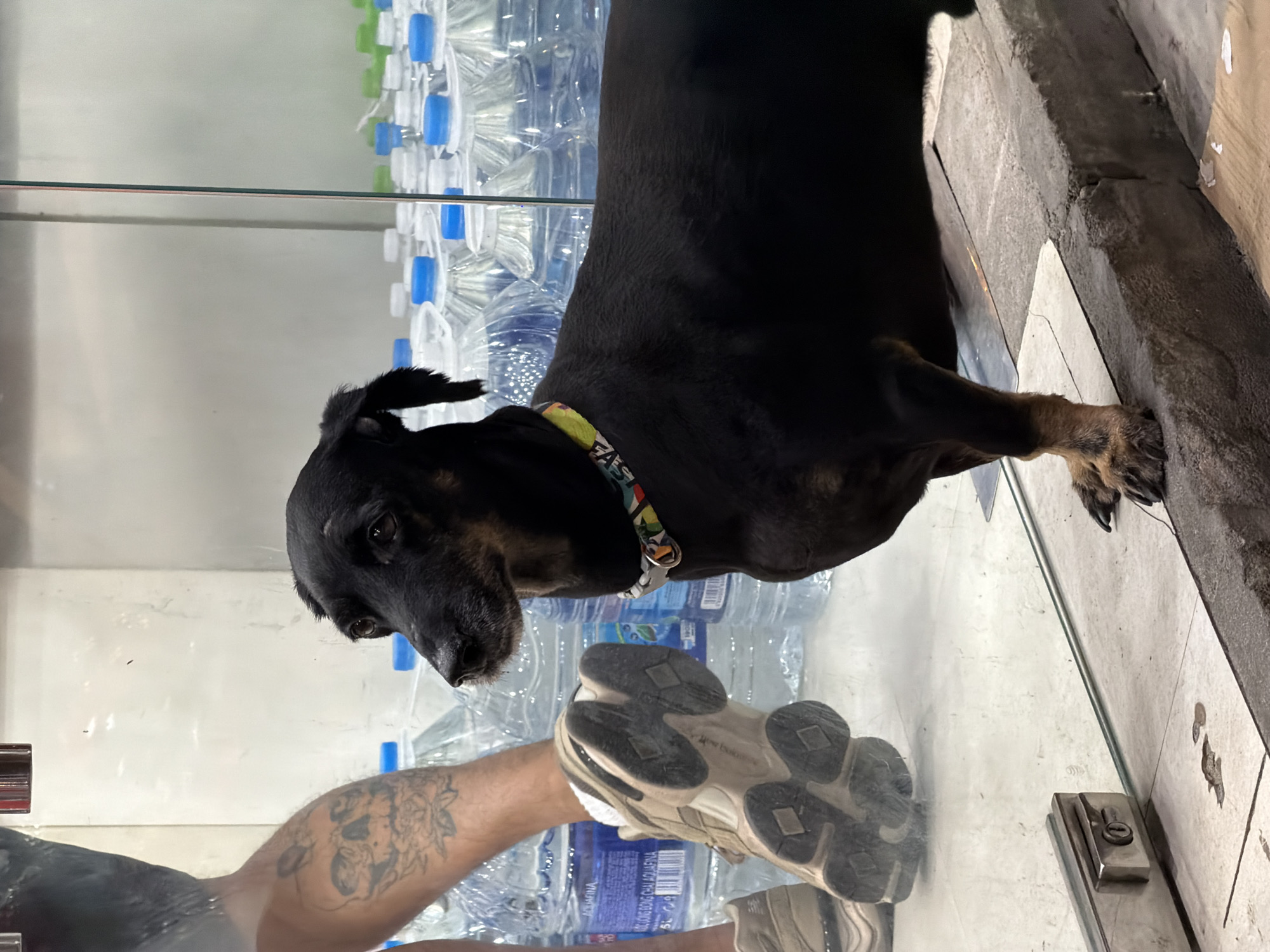 The image depicts a medium-sized black dog with brown markings on its legs, standing indoors near a glass partition. The dog is wearing a colorful collar. To the left of the dog, a person's tattooed leg and foot, wearing a beige athletic shoe, are visible. Behind the dog and the person's leg, numerous bottles of water are stacked. The flooring appears to be tiled, with a concrete curb visible in the foreground where the dog is standing. The overall environment suggests a commercial establishment, possibly a shop or market. Given the context of bottled water commonly sold in such locations in Vietnam, the scene could be situated in Nha Trang, a coastal city known for its tourism and businesses.