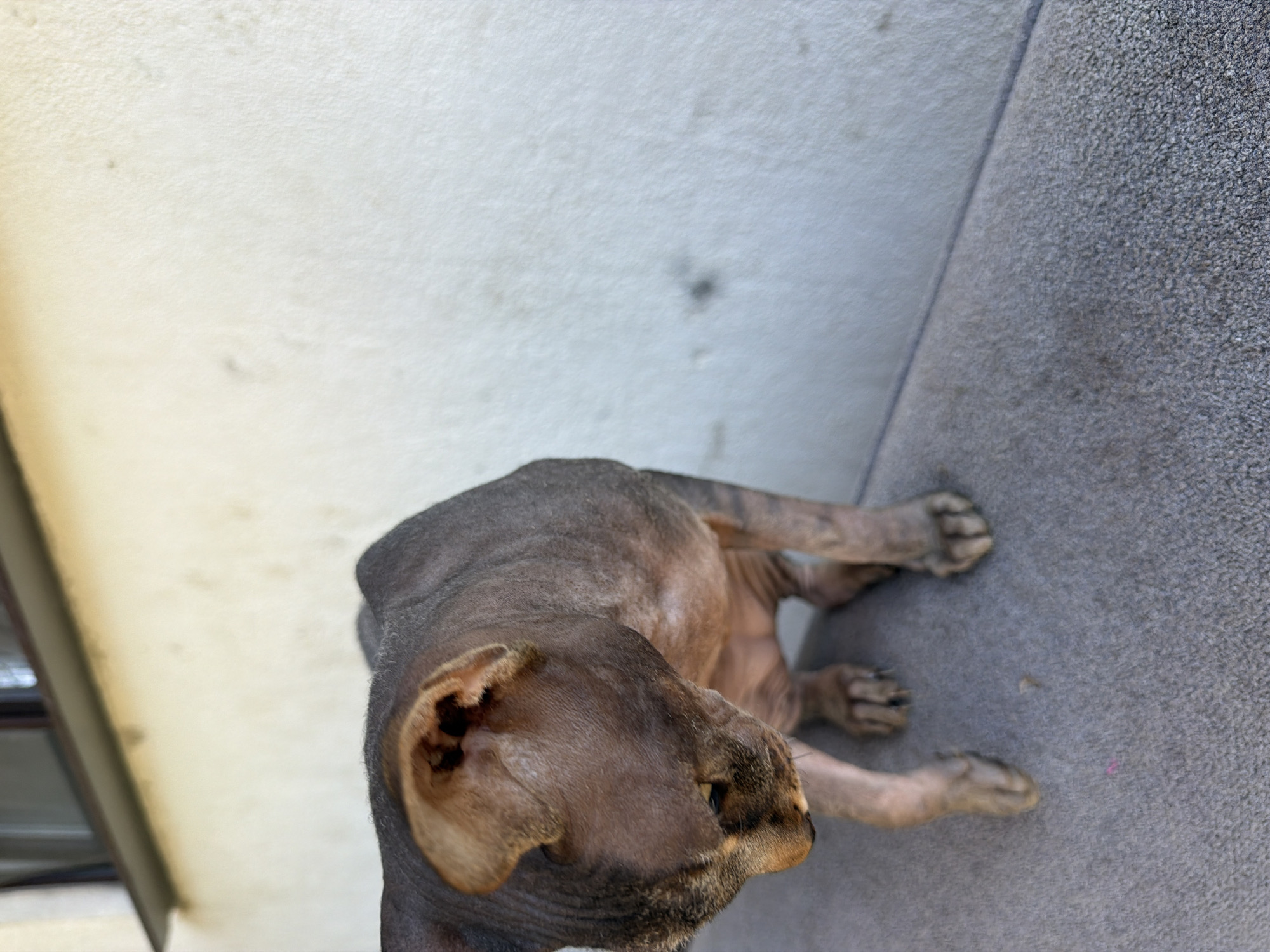 A hairless cat is crouched on a gray carpeted surface, looking down. The cat is dark gray with some lighter patches on its skin and lighter fur around its ears and muzzle. The background is a light-colored textured wall with a dark horizontal band at the top, likely a window frame. The scene is outdoors. The location is in the city of Gribki, Russia.
