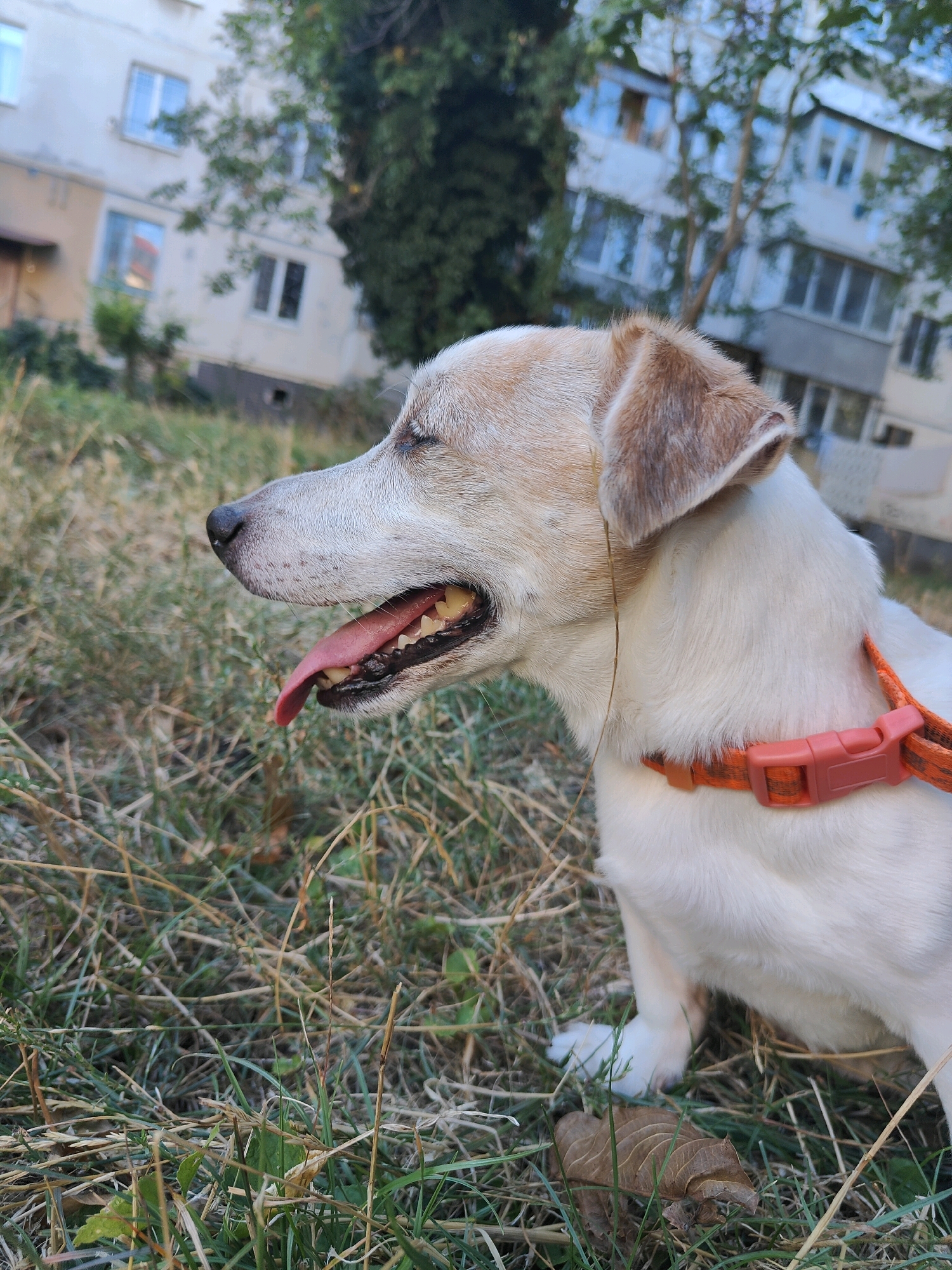 A medium shot, eye-level outdoor photograph features a white and tan Jack Russell Terrier sitting in dry grass with its mouth open and tongue lolling out. The dog faces left, with its eyes closed and ears perked. It wears an orange and black patterned collar with a bright pink buckle. In the background, a pale yellow apartment building with multiple windows is visible, partially obscured by green trees. The setting appears to be a residential area in Chornomorsk, Ukraine, with the grass indicating a park or yard. The image is focused on the dog, with the background slightly blurred.