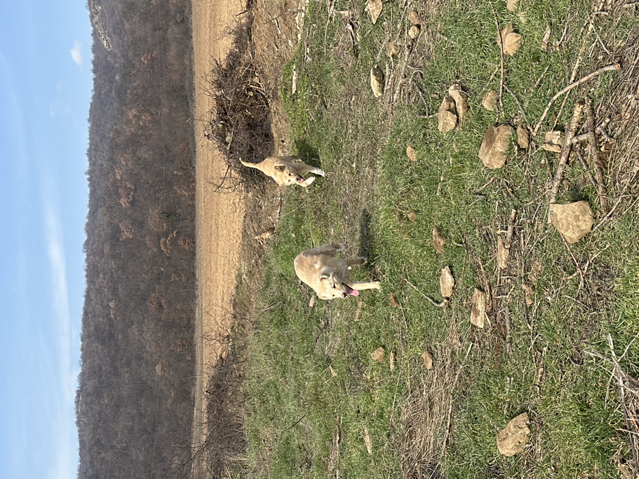 The scene depicts an outdoor rural environment in Chubra, Bulgaria, under a clear, light blue sky. Two light-colored, medium-sized dogs are in motion across a field. The dog in the foreground, positioned slightly left of center, is running towards the viewer with its mouth open and tongue visible, its left front leg extended forward. A second, similar-looking dog runs behind and to its right, also moving towards the viewer, with its left front paw raised. The ground in the immediate foreground consists of sparse green grass mixed with dry earth, scattered light brown rocks of varying sizes, and small branches. Further back, the terrain transitions into an expanse of tilled, light brown earth. Piles of brushwood are visible on the left and right sides of the midground, bordering the tilled field. The background features a dormant, deciduous forested hillside or mountain range, displaying a palette of brown and grey tones.