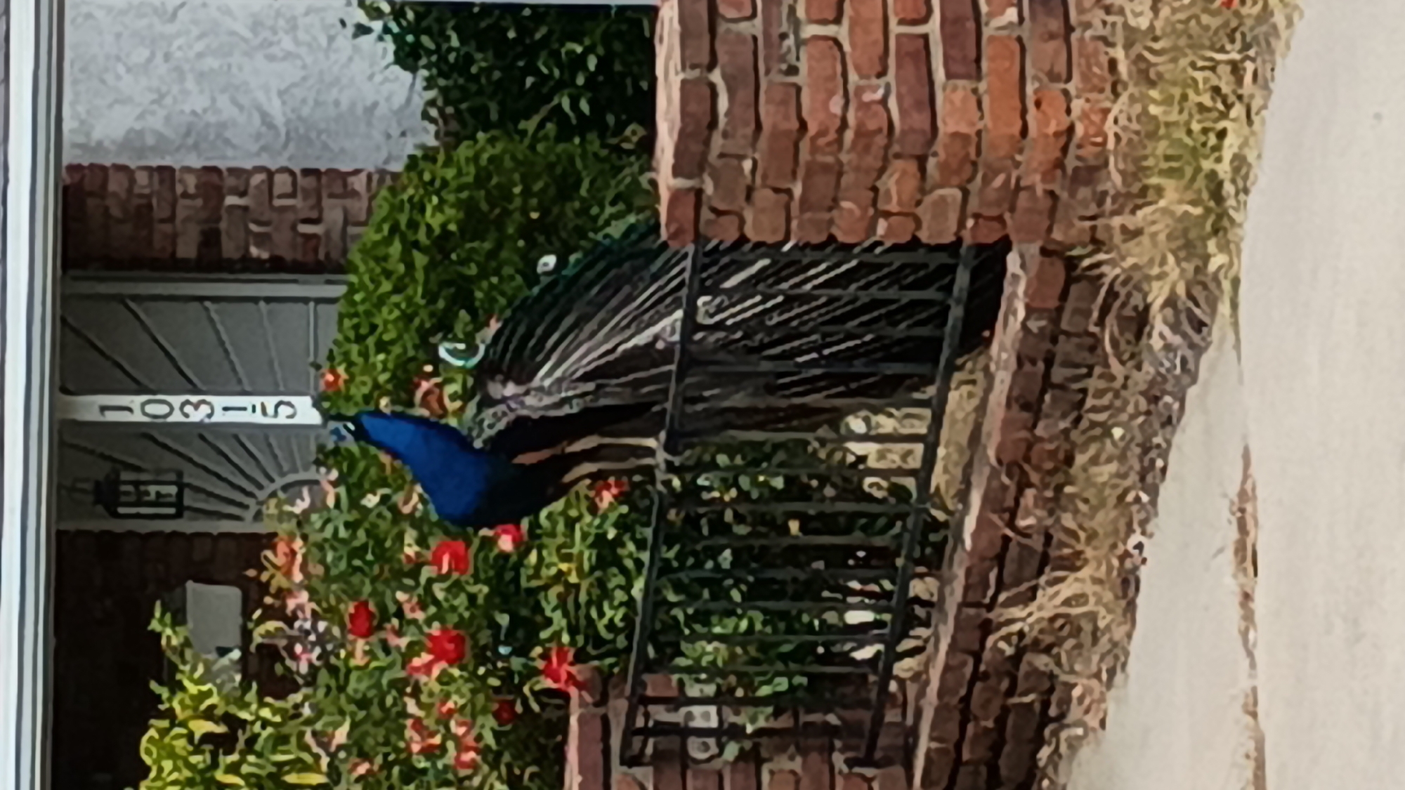 A peacock stands on an iron fire escape in front of a brick building with lush greenery, including a bush with red flowers. The address, "10315," is visible above a doorway. This image was likely taken in the city of Los Angeles, United States of America.