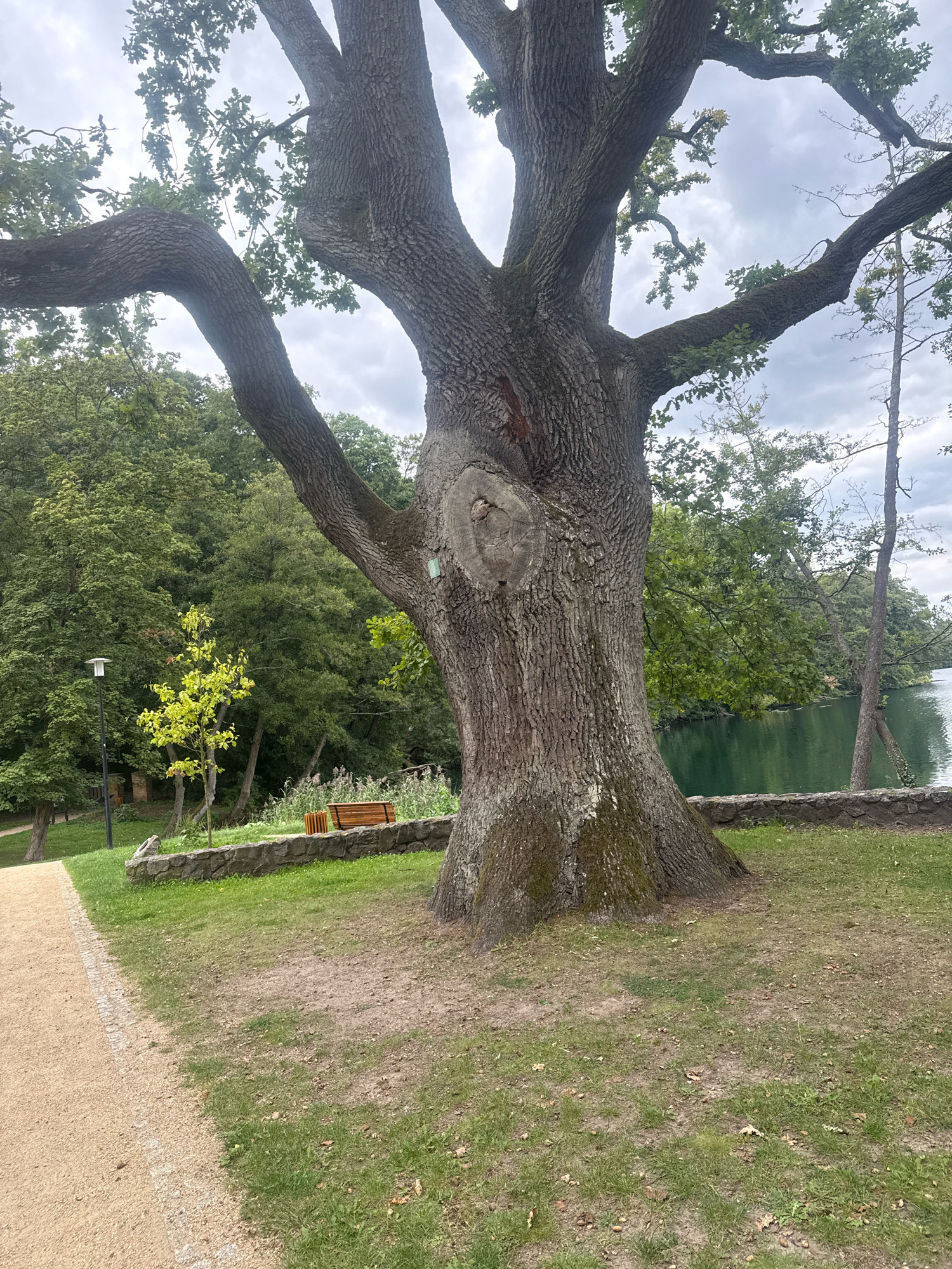 A large, ancient oak tree with a thick, gnarled trunk dominates the foreground of this image, located in the town of Łagów, Poland. Its massive branches spread outwards, some curving dramatically, and are covered in lush green leaves. The trunk bears the marks of time, with textured bark and a prominent knot on its side. A small, light green square plaque is affixed to the trunk, possibly indicating its protected status or historical significance.
Behind the oak, a tranquil lake with calm, green water is visible. The lake is bordered by a stone wall and a grassy area dotted with scattered acorns. Beyond the lake, a dense forest of trees forms a verdant backdrop.
To the left of the oak, a well-maintained pathway, made of light brown gravel and edged with small white stones, leads into the scene. Adjacent to the path, a modern black lamppost stands tall, casting a faint light. Further back, a young, vibrant green tree adds a touch of contrasting color to the scene. A rustic wooden bench, positioned behind the stone wall, offers a place for rest, overlooking the serene landscape. The sky above is overcast, with hints of grey clouds. No people are present in the image.