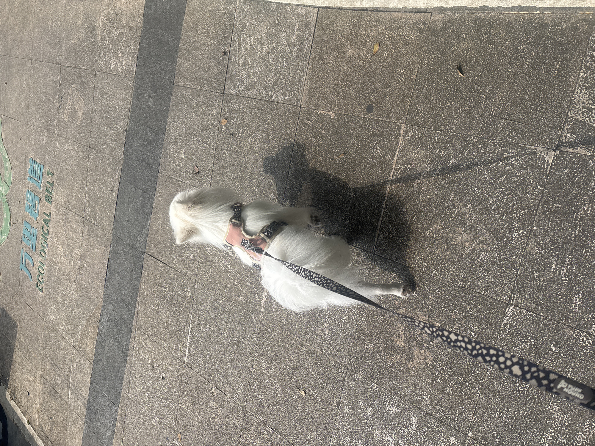 A white dog wearing a pink harness and a black and white patterned leash is walking on a paved sidewalk. The sidewalk is made of large, square gray concrete tiles with some darker gray tiles in a rectangular pattern running across the middle of the frame. In the background, the words "ECOLOGICAL BELT" are visible in blue lettering on the pavement. The scene appears to be outdoors, under sunlight, casting a shadow of the dog on the ground. The location is identified as Nanhai District, China.