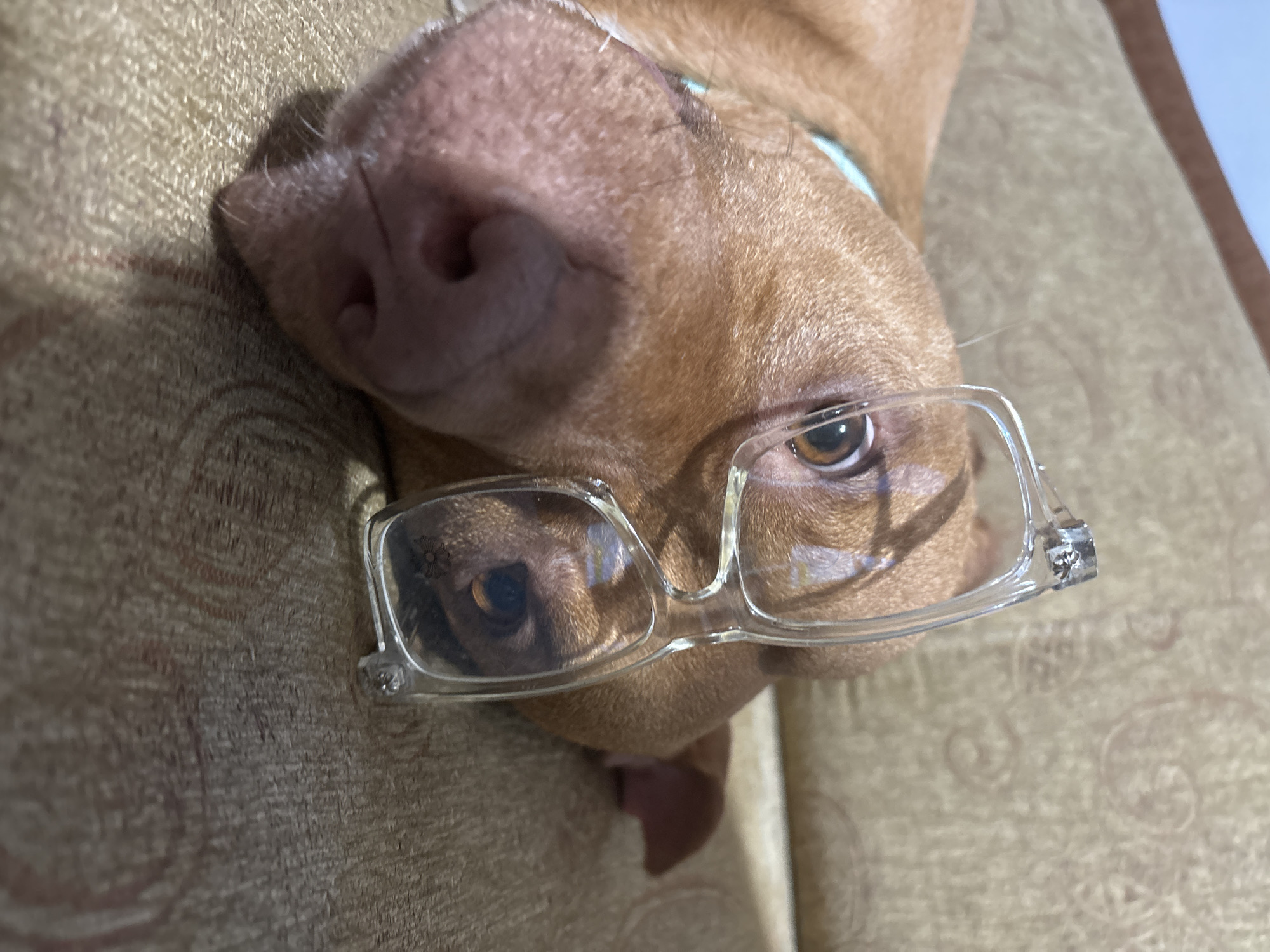 A medium-sized, brown dog with a short coat is lying on a tan, patterned couch, wearing clear-framed glasses. The dog's head is tilted towards the camera, with its large pink nose prominently displayed. Only the dog's head and upper body are visible. The dog has brown eyes, and a light blue collar is visible around its neck. The scene appears to be indoors, likely in a home. There is no evidence to suggest a location in Sofia, Bulgaria.