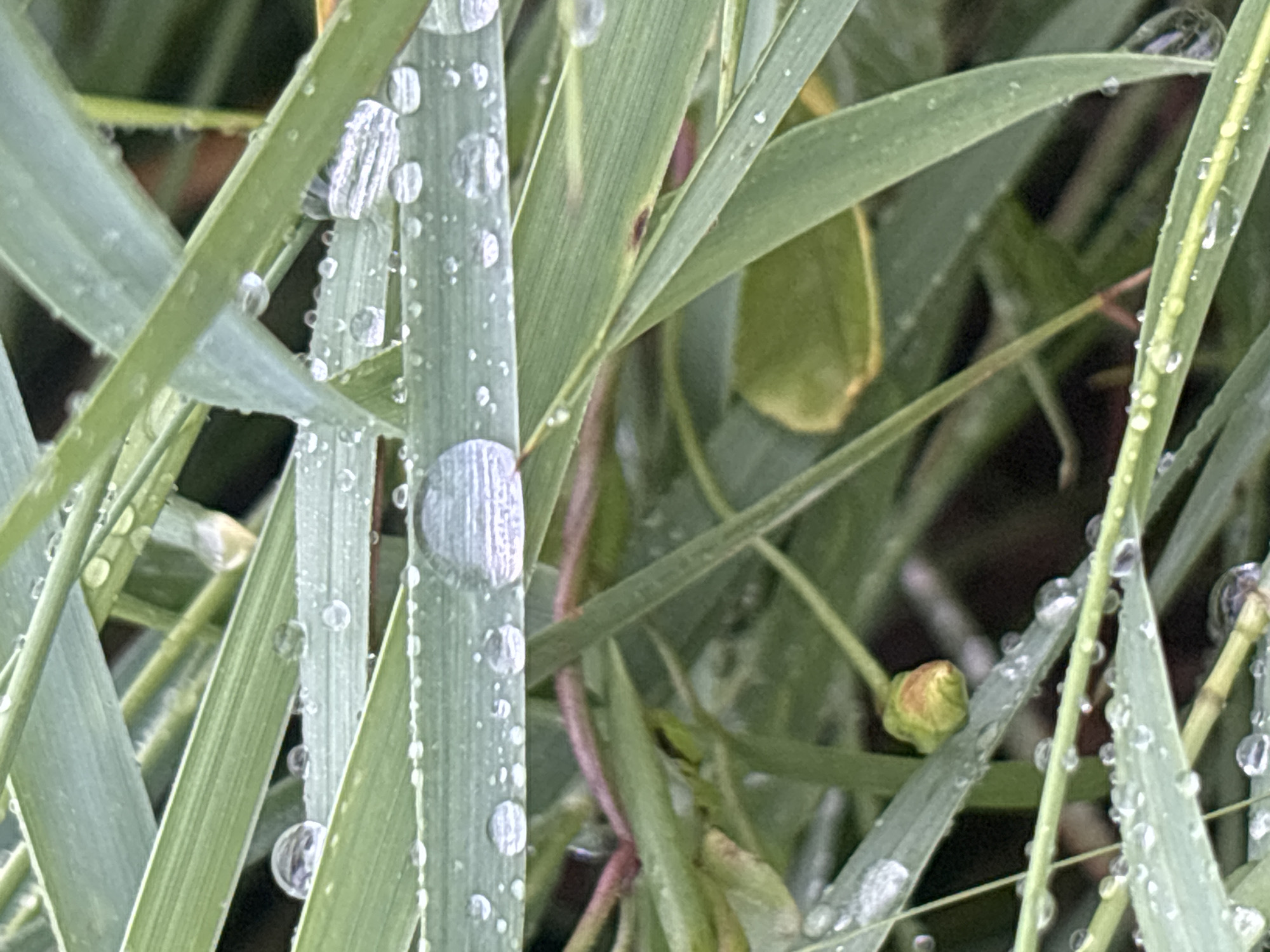 This is a close-up, macro photograph of blades of green grass covered in dew drops. The grass blades are long and slender, with visible parallel lines running along their length, suggesting a healthy, vibrant appearance. The dew drops vary in size, from tiny droplets to larger, more prominent spheres that refract light, creating small, reflective surfaces. Some larger drops are oval-shaped and appear to cling to the edges of the grass blades, while smaller ones are scattered across the surface. The water droplets give the scene a fresh and clean look, implying recent rainfall or morning dew. The background is blurred, consisting of more grass and some darker, out-of-focus elements, which helps to isolate the foreground subject and emphasize the texture of the dew. There is also a small, unopened bud visible, suggesting the early stages of plant growth or flowering. The lighting suggests it could be morning or after rain, with diffused light that highlights the dew. The overall mood is serene and natural. No text is visible in the image.
