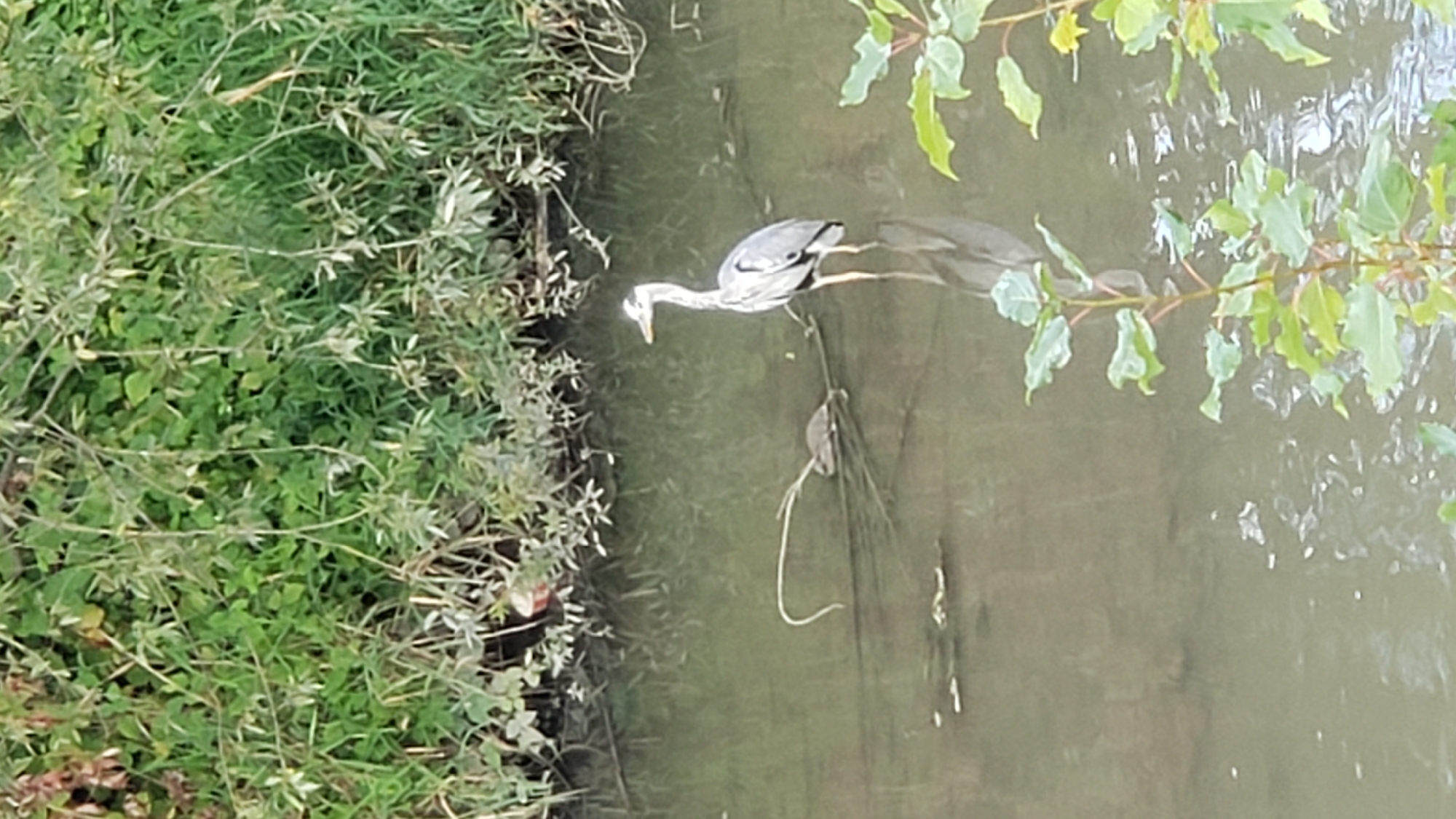 A grey heron stands in shallow, murky water next to a small, brown rodent that appears to be partially submerged. The rodent has a long, curved tail. The heron is facing left with its beak pointed slightly downwards. The background is filled with lush green vegetation. The scene is set in a natural environment. The image does not contain any identifiable landmarks or information that would allow for its specific location within the city of Prešov, Slovakia.