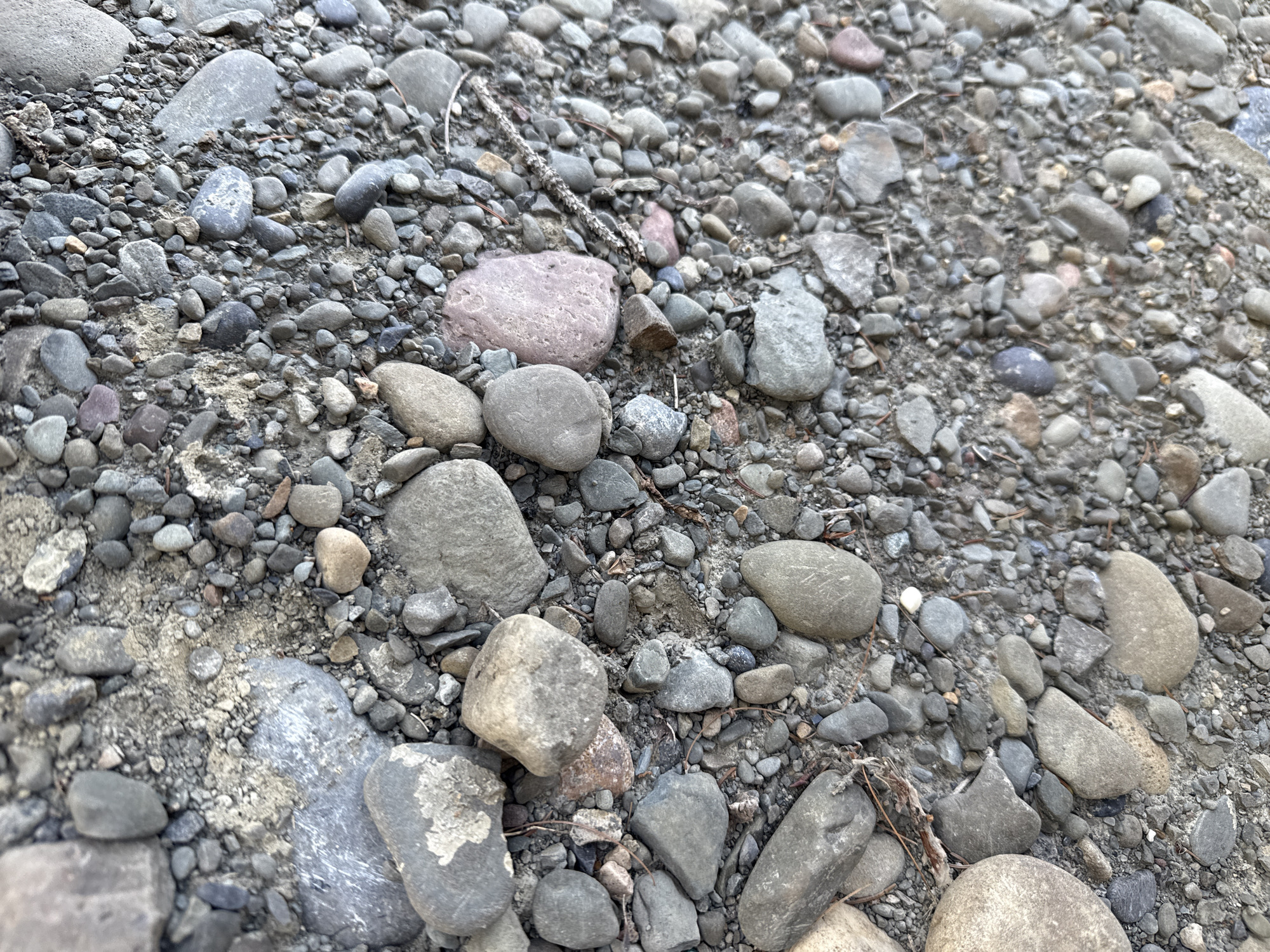 A close-up, overhead view of a ground surface composed of various sizes of pebbles and gravel. The pebbles are predominantly grey and tan, with some exhibiting reddish or purplish hues. The ground is uneven and textured due to the irregular shapes and distribution of the stones. Some larger, flatter rocks are interspersed with the smaller stones. There is no discernible vegetation or man-made structures visible in the frame. The lighting suggests an outdoor, natural environment. The image depicts a scene in the Village of Johnson City, United States of America.