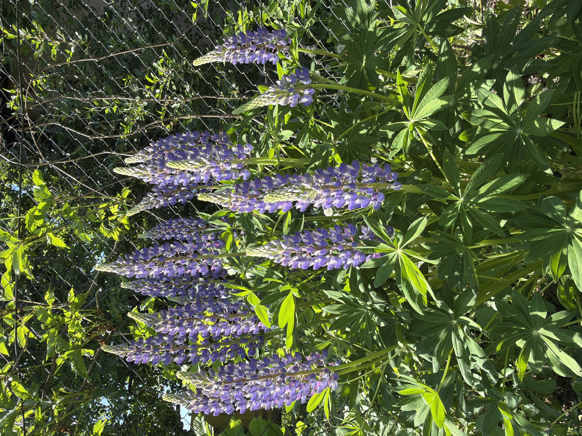 The image shows a close-up view of several Lupine flower stalks, filled with purple and white blooms, standing in front of a chain-link fence. The Lupines are surrounded by lush green foliage. The location is Unknown, Unknown.