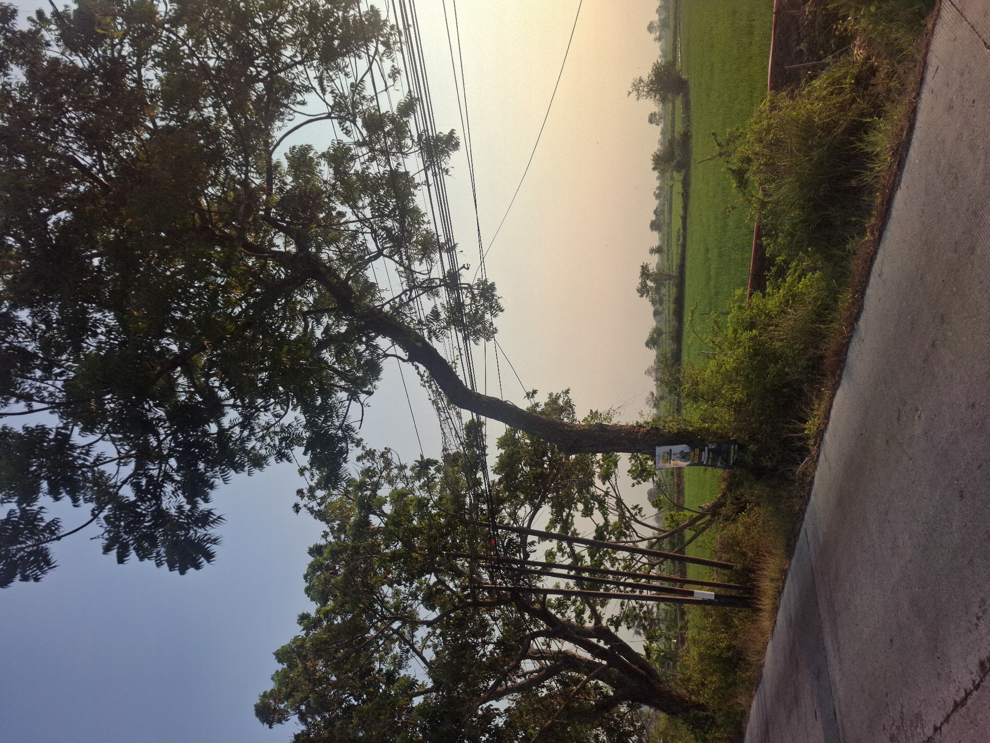 A road curves to the left in the foreground of the image, with a grassy area and a red brick wall lining its right side. Beyond the wall, a vibrant green field stretches into the distance, dotted with trees and shrubs. The sky above is a pale blue, transitioning to a soft orange hue near the horizon, suggesting either sunrise or sunset. Several large trees with dense foliage stand on the left side of the road, their branches reaching towards the sky. Power lines are strung across the upper portion of the image, passing behind and through the trees. A utility pole with some posters attached stands near the base of one of the trees. The overall scene depicts a rural or semi-rural landscape, likely in the city of Banjarmasin, Indonesia, characterized by natural elements and infrastructure. There are no people or animals visible in the frame.