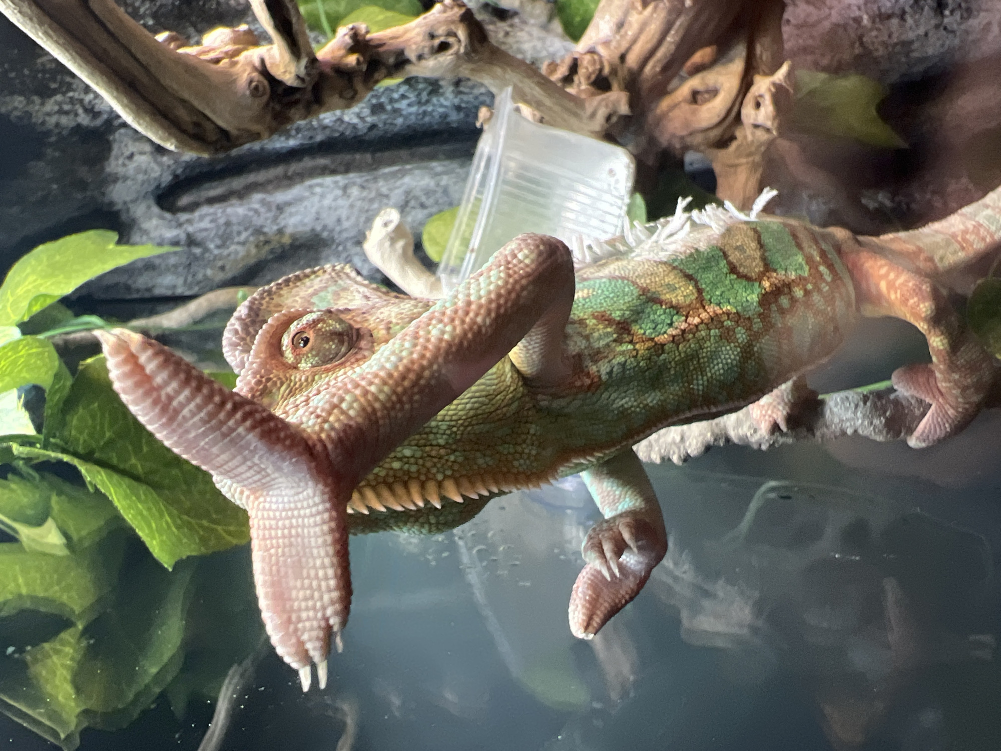 A chameleon with green and pink scales is perched on a branch inside a terrarium. A plastic container is also visible near the chameleon. The environment includes green foliage and artificial rockwork, suggesting a captive habitat.