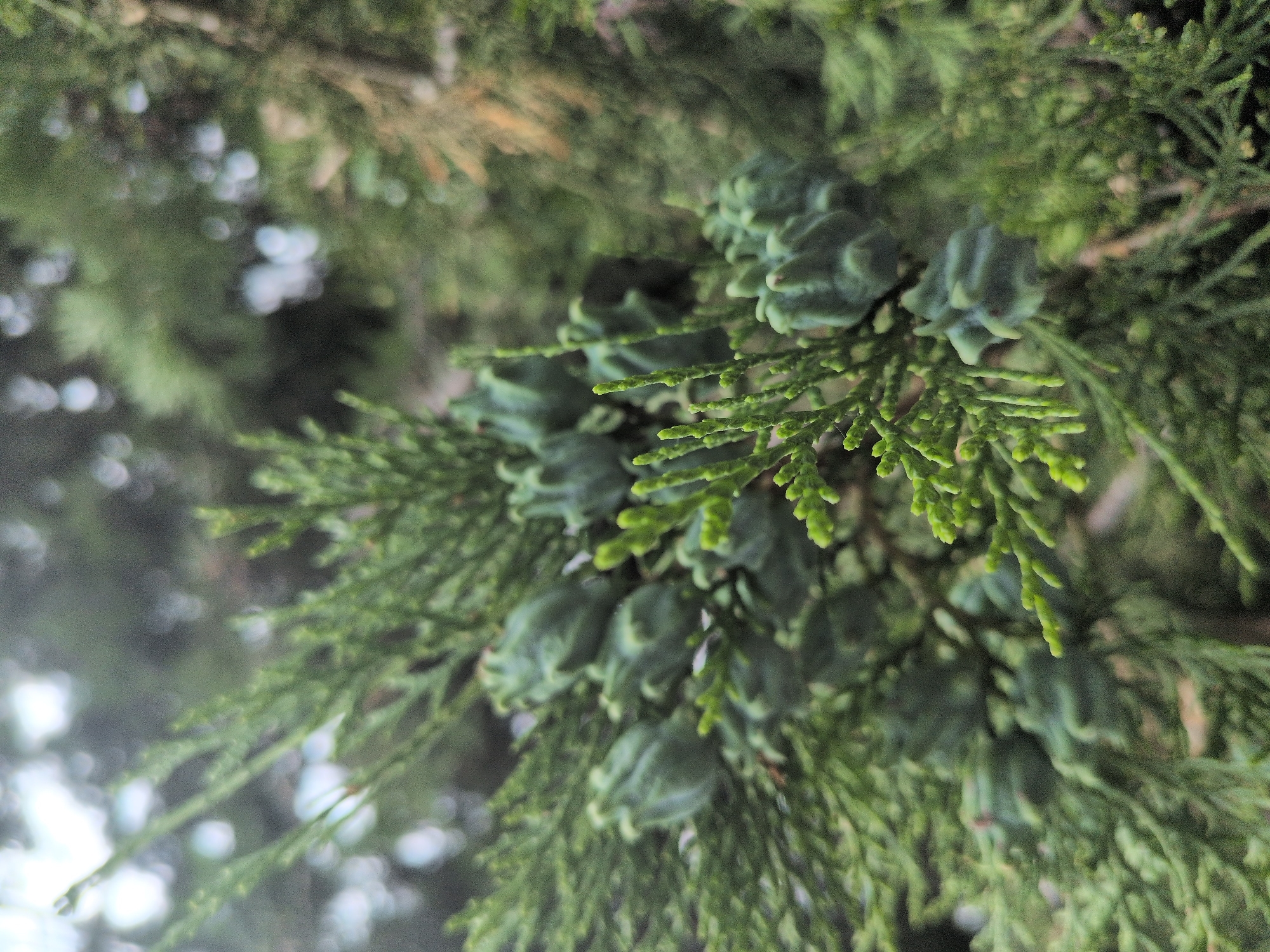 This is a close-up, shallow depth-of-field photograph of cypress cones on a branch. The cypress branch is covered in small, scale-like leaves and features several immature, greenish-blue cones. The cones are roughly spherical and have a ribbed texture. The background is softly blurred, showing more of the evergreen foliage, with some brighter areas suggesting dappled sunlight or a lighter sky filtering through the trees. The overall impression is one of natural detail, focusing on the reproductive structures of the conifer. The location in the city of Gabala, Azerbaijan, implies this is an outdoor scene, likely within a park, garden, or natural area where cypress trees are present. No people or discernible actions are depicted.