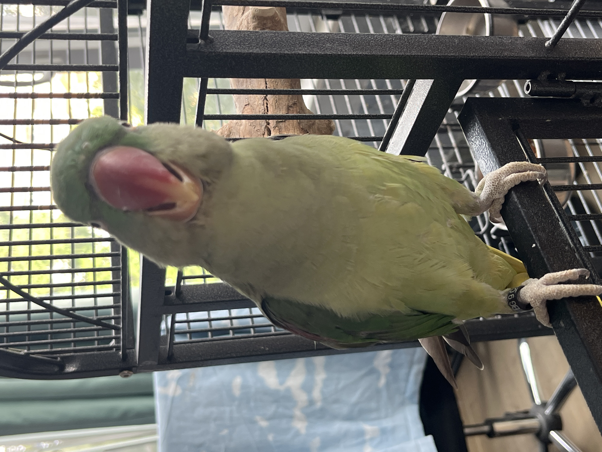 A light green parrot with a large pink beak is perched on the horizontal bar of a black metal birdcage. The parrot is facing the camera and its head is slightly tilted. The parrot's feet are visible, and it has a black band on its left leg with white lettering that reads "BG 9 C". Behind the parrot, the bars of the cage are visible, as well as a wooden perch. In the background, a blue and white patterned cloth is draped over an object, and beyond that, a blurry green curtain and a window showing sunlight. The scene appears to be indoors, likely in a residential setting. There is no indication of the parrot's location in Pazardzhik, Bulgaria.