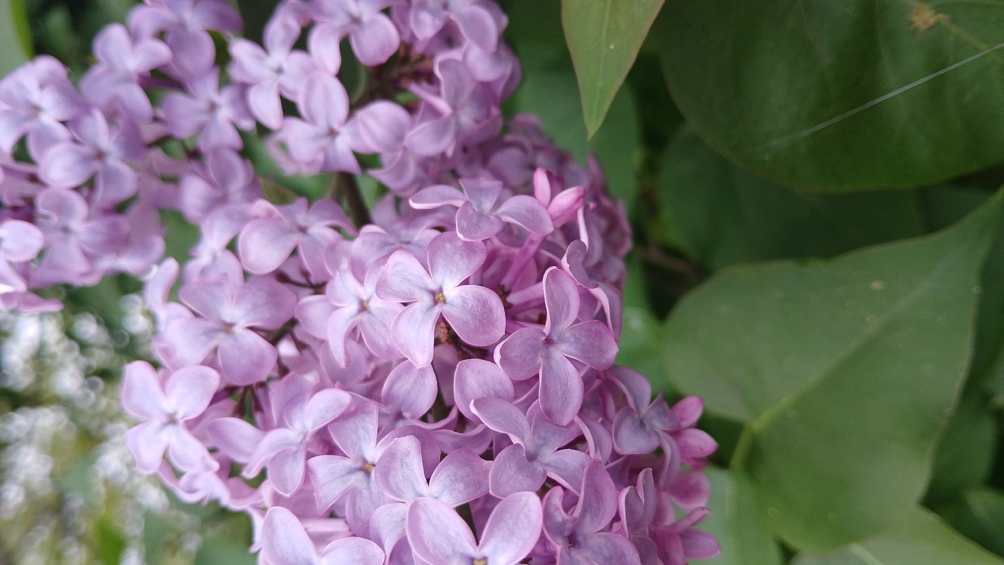 The image shows a close-up of a cluster of lilac flowers with green leaves in the background. The flowers are light purple and have four petals each. The leaves are a vibrant green. The location is unspecified.