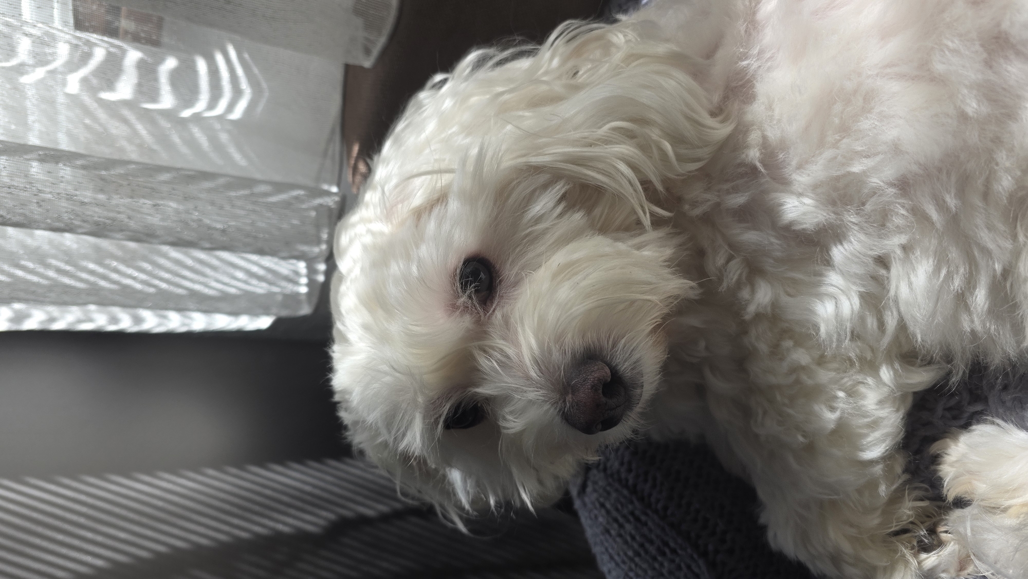 The image displays a close-up of a small, white, fluffy dog, likely a Maltese or a similar breed, resting indoors. The dog's head is tilted, revealing its dark eyes and moist black nose amidst its abundant white, wavy fur. It appears calm and relaxed, possibly lying on a textured dark gray fabric, which could be a blanket or clothing.
Strong natural light enters the room from a window, creating pronounced patterns of light and shadow. Distinct striped shadows are cast by white horizontal blinds or curtains onto the wall or floor to the left, and also on a darker surface below. The bright sunlight illuminates the dog's fur, highlighting its soft texture. The lighting suggests it is daytime, likely morning or afternoon, with direct sunbeams entering the room. The overall scene conveys a peaceful and domestic atmosphere. There is no visible text in the image. The location context provided is Blagoevgrad, Bulgaria.