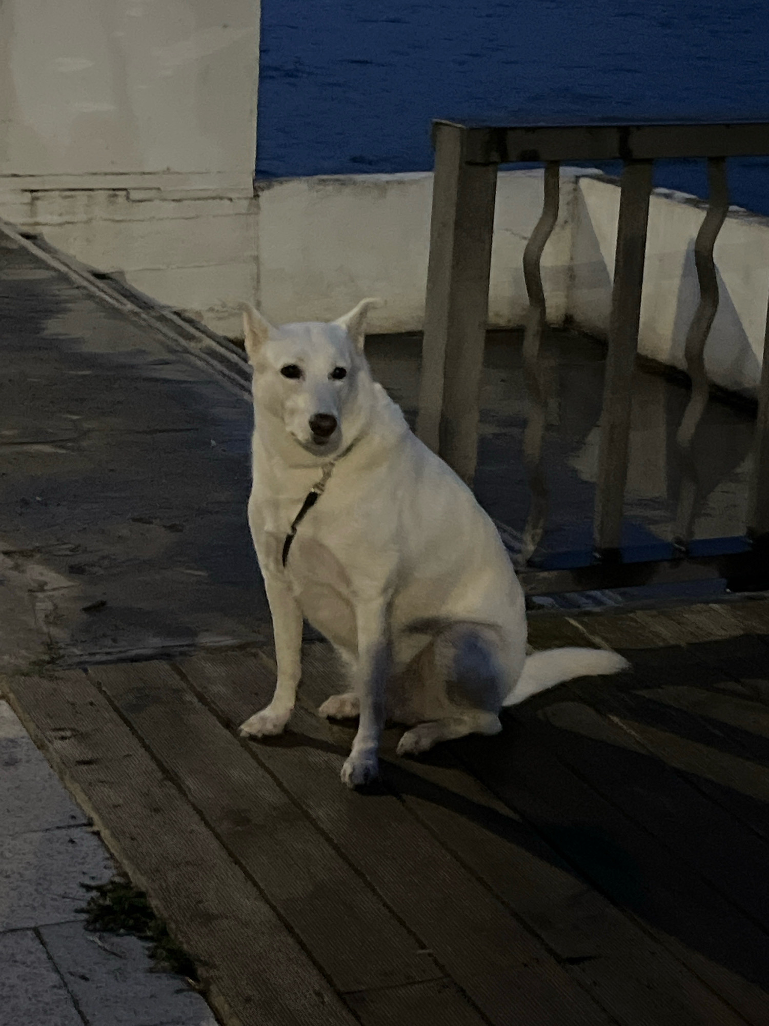 An all-white dog with pointed ears sits on a wooden boardwalk. The dog is wearing a black collar and leash. The boardwalk is next to a white wall and a metal railing. Beyond the railing is dark blue water, likely a river or canal. The scene is dimly lit, suggesting it is evening or nighttime. The location is identified as Chaikovsky, Russia.