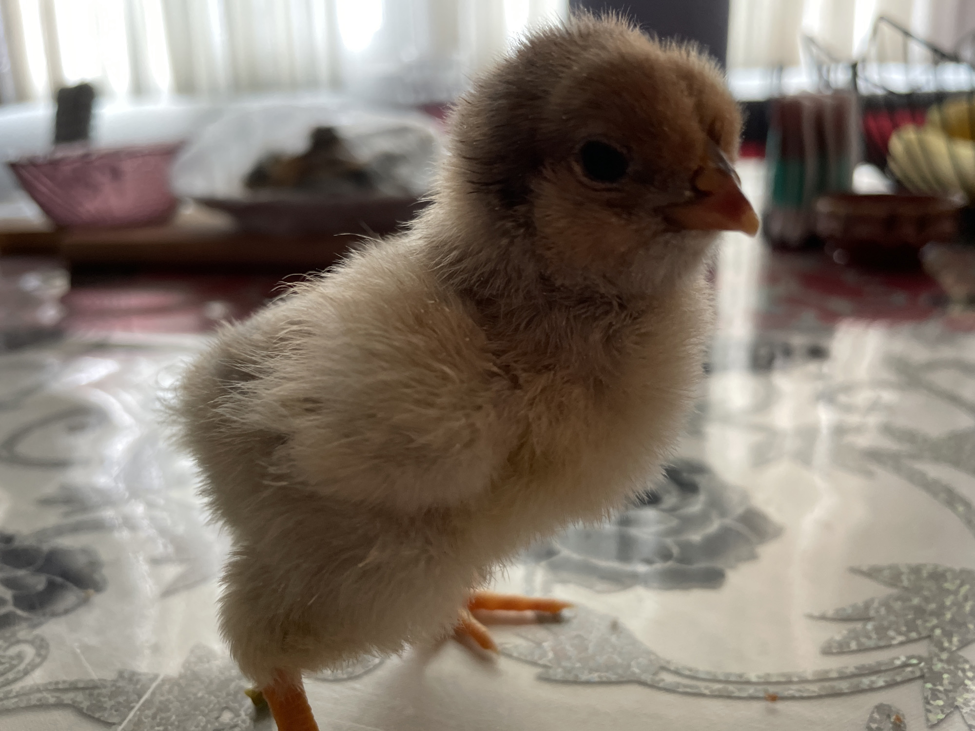 A close-up indoor photograph from Zlatograd, Bulgaria, features a small, fluffy chick standing on a patterned table. The chick, the primary subject, is predominantly light brown and off-white, covered in soft, downy feathers. It is positioned slightly left of center, facing towards the right with its head slightly turned, revealing its dark, shiny right eye and a small, orange-pink beak. Its tiny orange legs and feet are visible on the table surface.
The chick stands on a light-colored, reflective table adorned with a silver-gray, ornate or floral pattern. The background is heavily blurred but indicates a domestic setting. To the left, a blurred reddish-pink basket or bowl rests on a darker surface, possibly a wooden tray or another table. Further back, a bright, diffused light source, likely a window with sheer curtains, illuminates the scene. To the right, indistinct objects such as a container holding vertical items (possibly cutlery or straws) and some lighter-colored, rounded objects are visible on the table.
The image captures a moment of the chick standing still, appearing alert and curious. The lighting suggests daytime. There is no visible text in the image.