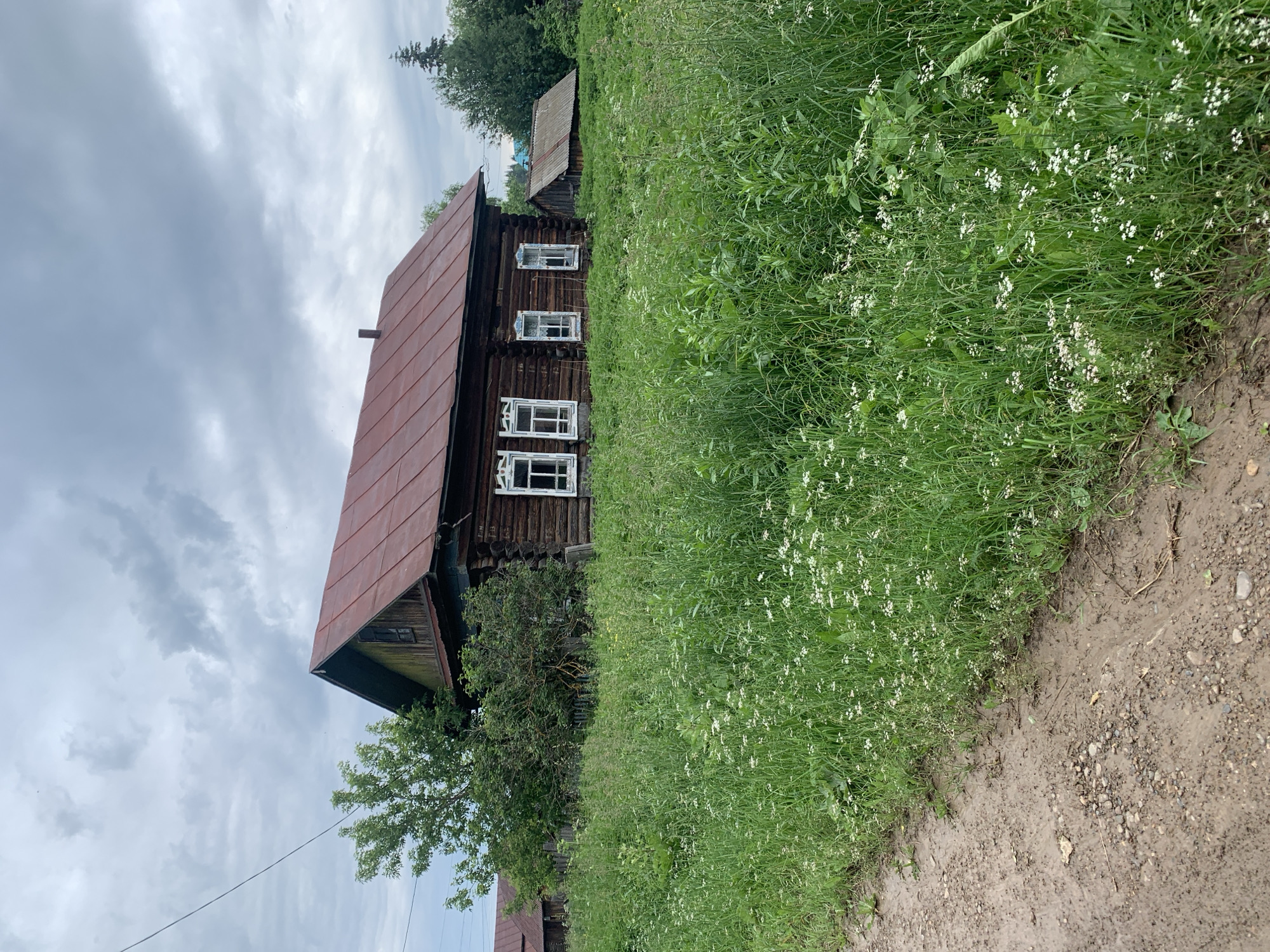 The image depicts a traditional wooden house with a red metal roof, situated in the village of Barsai, Russia. The house, constructed from dark logs, features several white-framed windows, some of which appear to be decorated with intricate carvings. In front of the house, a dense field of green grass and small white wildflowers stretches towards a muddy dirt path. To the left of the main house, another smaller wooden structure with a red roof is partially visible, and a wooden fence runs along the property line. Trees, including a leafy green one to the left, and a tall evergreen in the background, surround the scene. The sky is overcast with gray clouds. There are no people or animals visible in the image.