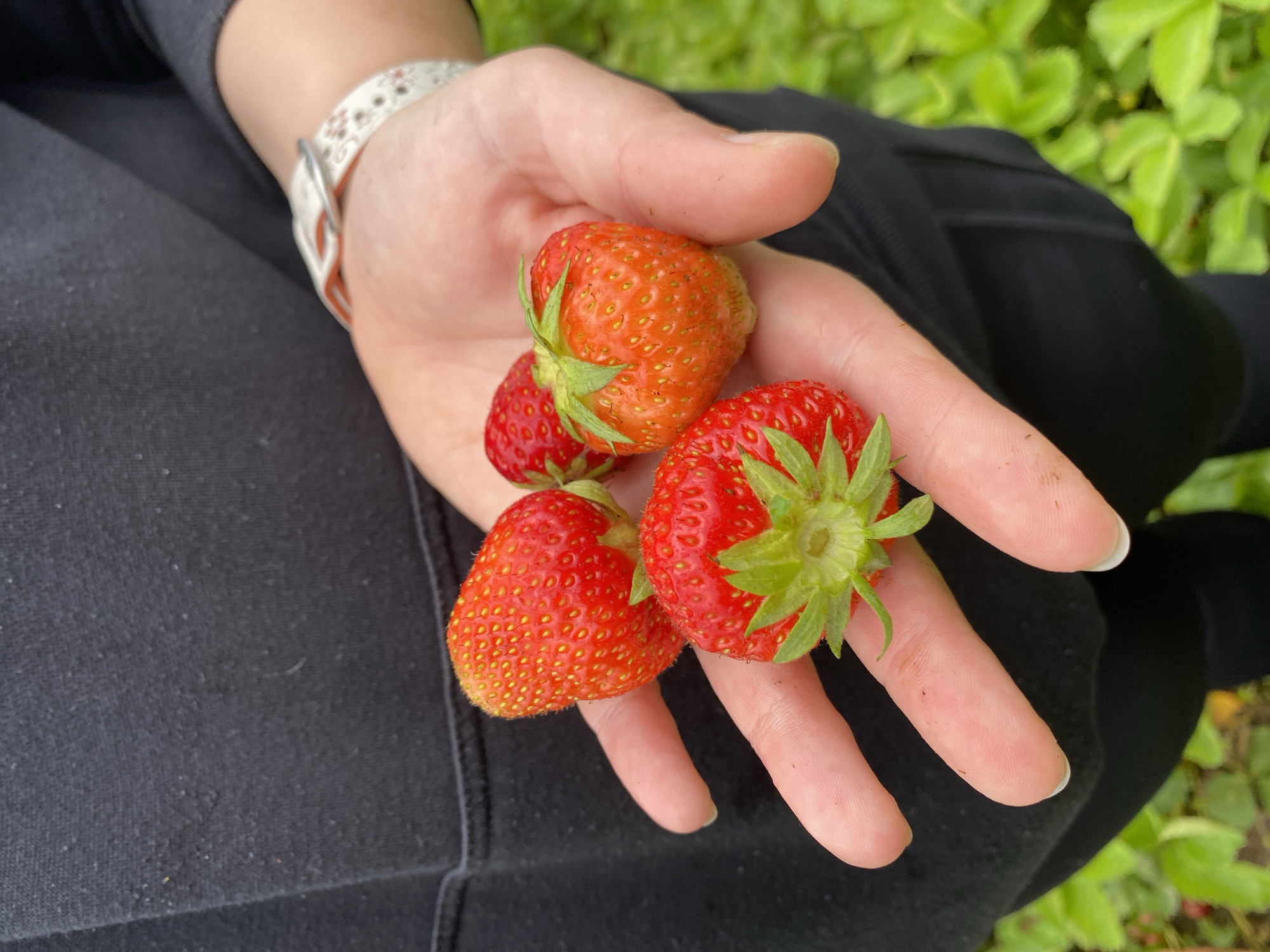 A person wearing a black hooded sweatshirt and a white patterned watch holds four strawberries in their open palm. The strawberries are a bright red color, with visible seeds. The background consists of a blurred field of green plants, likely a strawberry patch, under natural lighting. The image appears to be taken outdoors in Roudnice nad Labem, Czechia.