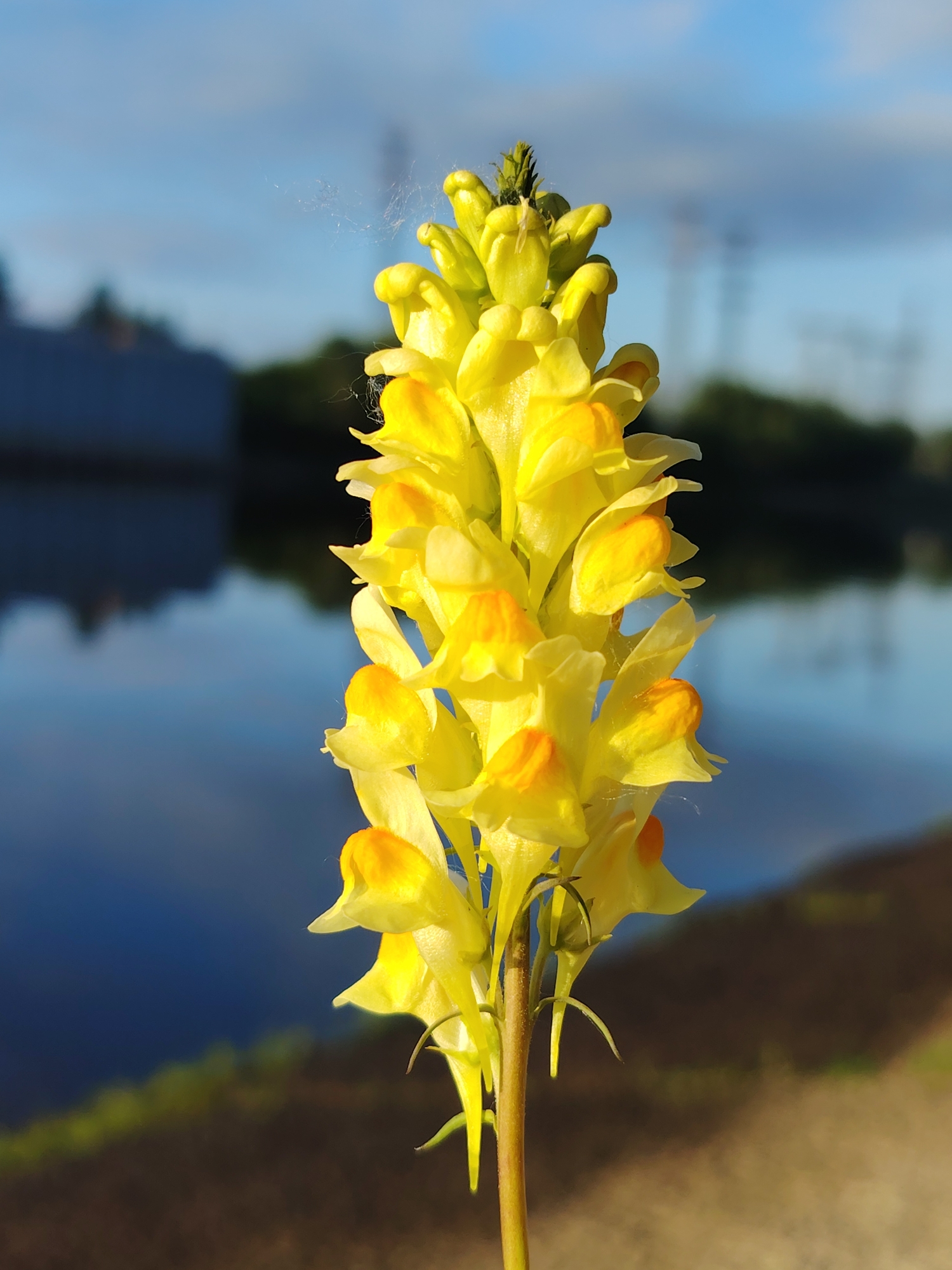 A close-up, vertical shot focuses on a stalk of bright yellow flowers with orange accents, likely Common Toadflax (Linaria vulgaris). The flowers are tightly clustered, forming an elongated spike. Delicate strands of spiderweb are visible among the blossoms, catching the light. The background is blurred, depicting a body of water reflecting a blue sky with scattered clouds. On the far left, a blurry, dark blue building structure is visible. Further back, trees and utility poles are indistinct silhouettes against the sky. The foreground shows a sandy or dirt path leading to the water's edge. The scene appears to be a natural setting on the outskirts of Chaikovsky, Russia, possibly near a river or lake, during daylight. There are no people or animals visible in the frame.