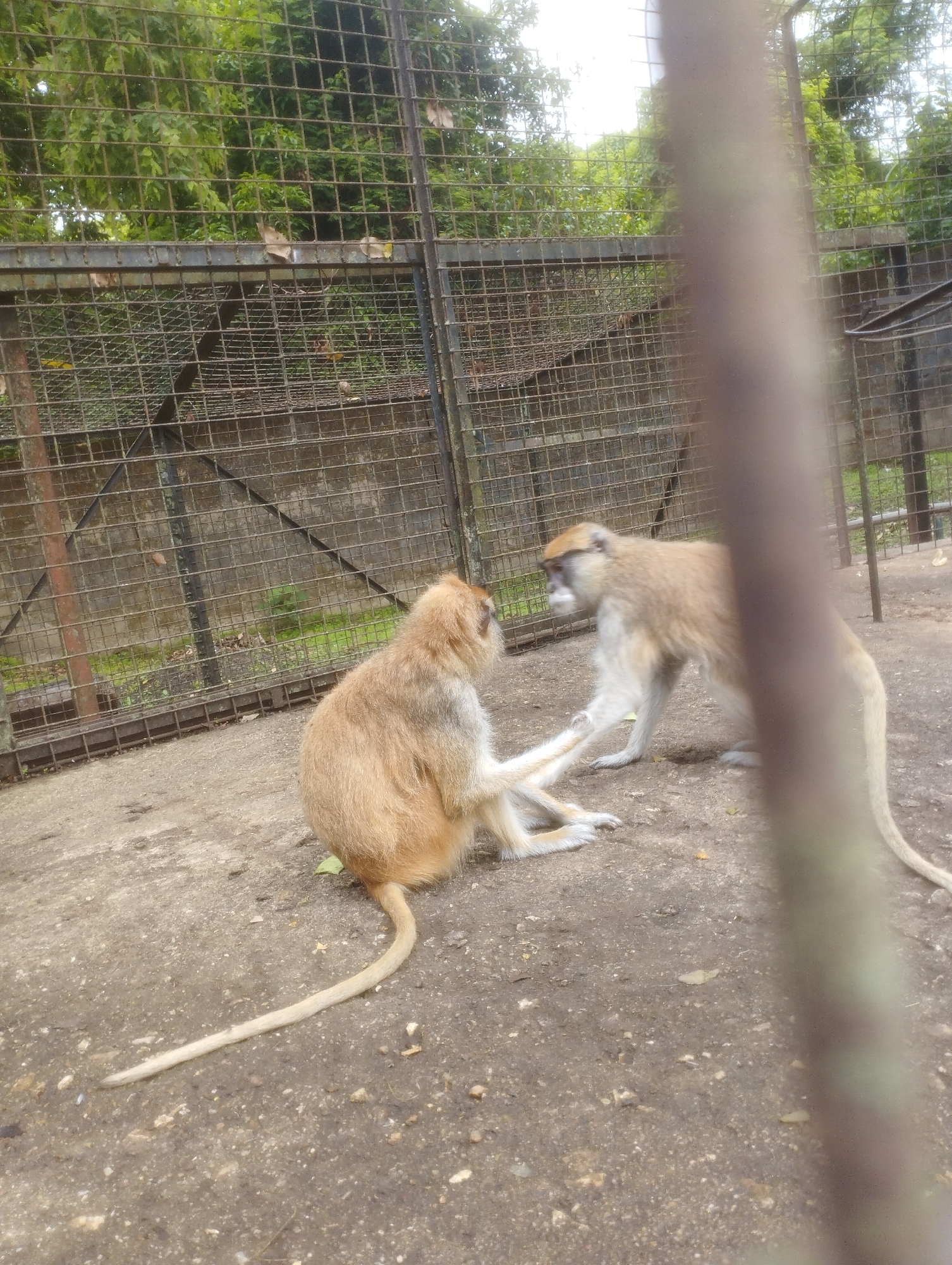 Two monkeys are in an enclosure with a wire fence and a concrete floor, suggesting a zoo or sanctuary. One monkey, facing left and in the foreground, is seated with its legs extended and appears to be reaching out with its left hand towards the other monkey. This monkey is light brown with a light-colored tail that curves down and to the left. The second monkey, facing right and further back, is standing on all fours and has its left hand extended, possibly touching the first monkey's hand. This monkey is a darker brown on its back and head, with a lighter underside and limbs. It has a distinctive white or light gray patch on its face. The environment behind the fence consists of green foliage and trees, with a weathered concrete wall visible behind the wire mesh. The overall impression is of an outdoor enclosure in a naturalistic setting within a city. The scene does not provide any specific visual cues to pinpoint the city of Jos, Nigeria.