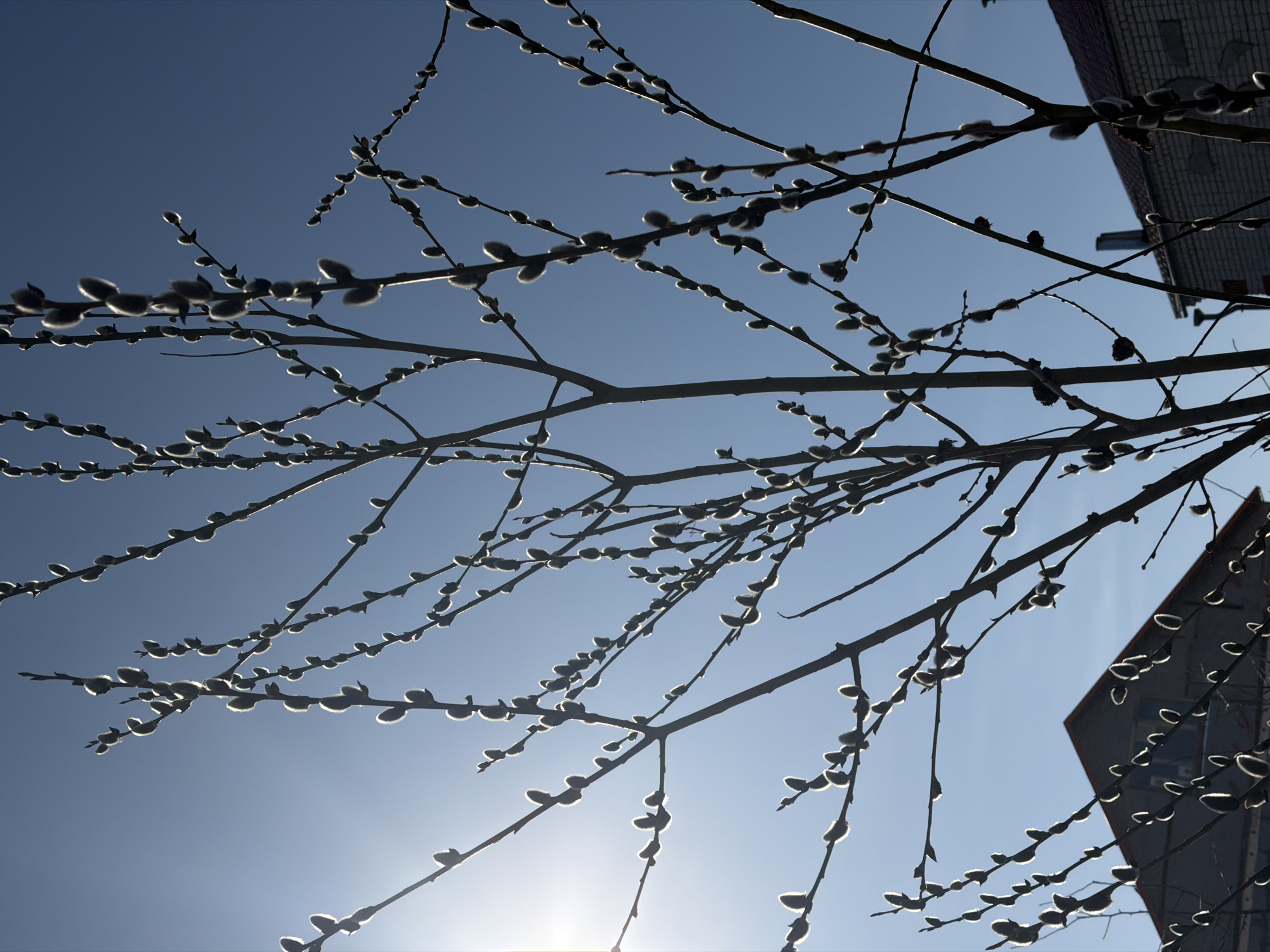 A low-angle shot shows a tree with budding branches silhouetted against a bright, blue sky. The sun shines intensely from below the frame. Parts of a building are visible on the right side of the frame, partially obscured by the branches. The buds appear fluffy and soft. The photograph, presumably taken in Berezniki, Russia, emphasizes the seasonal change of spring. No people or animals are visible.