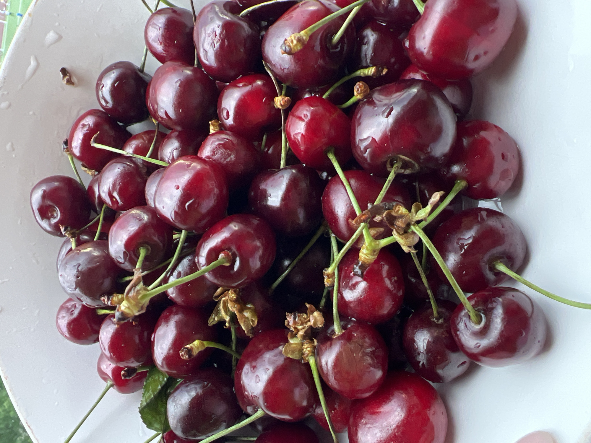 A close-up, overhead shot displays a pile of fresh, dark red cherries in a white bowl. The cherries are plump and glistening, with visible water droplets on their surfaces. Some cherries still have their green stems attached. The background is blurred, showing a hint of green foliage and a white surface. The image composition is focused entirely on the fruit. The scene is a still life, with no human presence or activity. The overall impression is one of freshness and abundance. The image does not provide any clues about its location in Saint Petersburg, Russia, or any other specific geographical place.