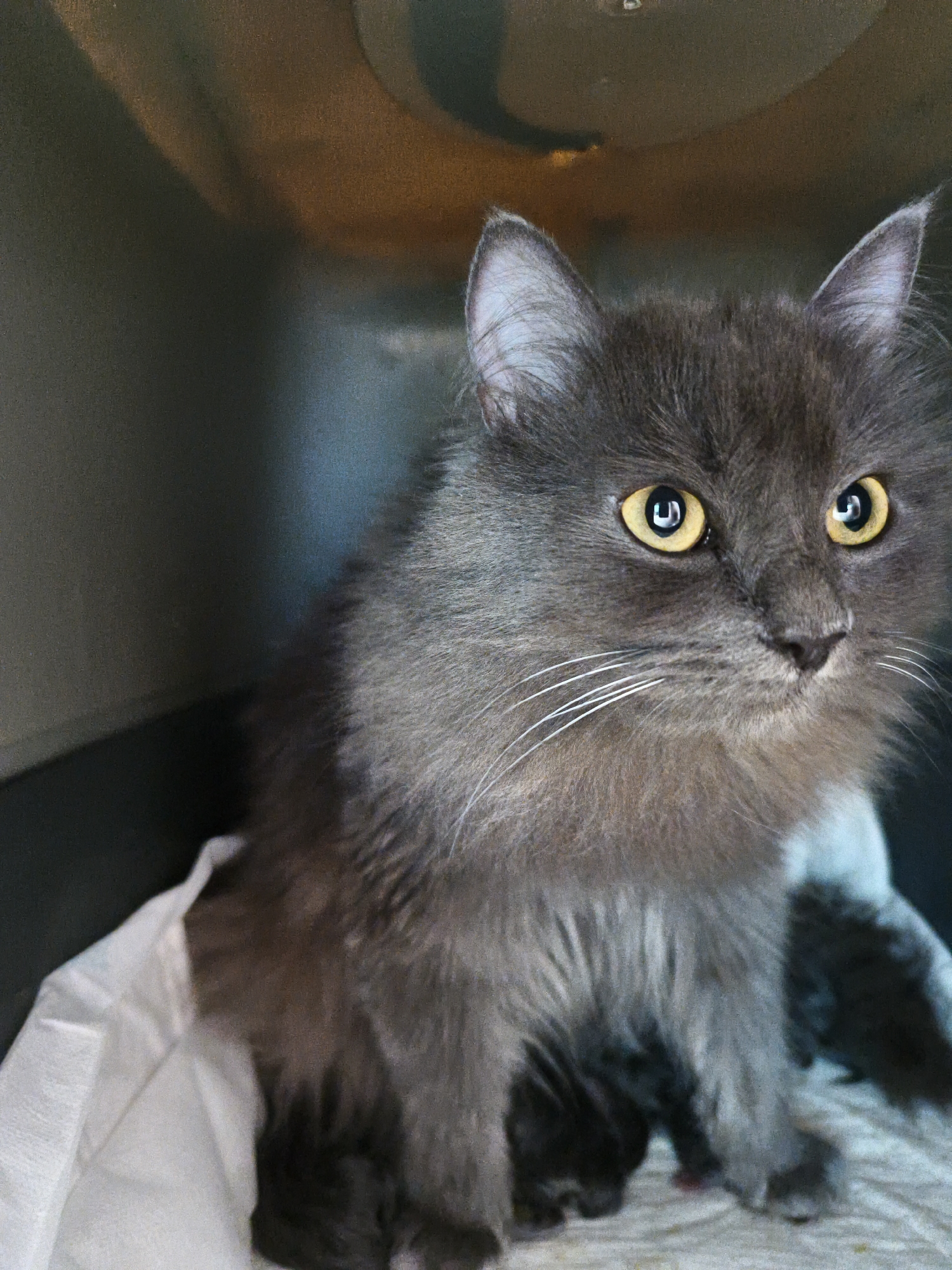 A close-up, eye-level shot shows a fluffy, gray cat with bright yellow eyes looking directly at the camera. The cat is seated on a white, crumpled material. The background is dark and out of focus, suggesting an indoor environment, possibly a carrier or a small room. The cat's ears are perked up, and its whiskers are prominent. There are hints of small, dark shapes beneath the cat, possibly kittens. The lighting is warm and diffused, casting soft shadows.