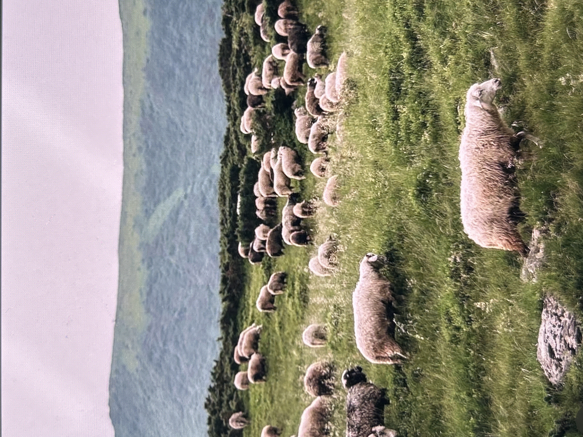 A flock of sheep grazes on a grassy hillside. The sheep are mostly light-colored, with some darker individuals mixed in. They are scattered across the scene, with some in the foreground and others further back. The hillside is covered in lush green grass and some wildflowers. In the background, rolling hills covered in green vegetation rise against a pale pink sky. The scene depicts a pastoral landscape, likely in a rural area. There is no indication of any specific location within the city of Uzhhorod, Ukraine.