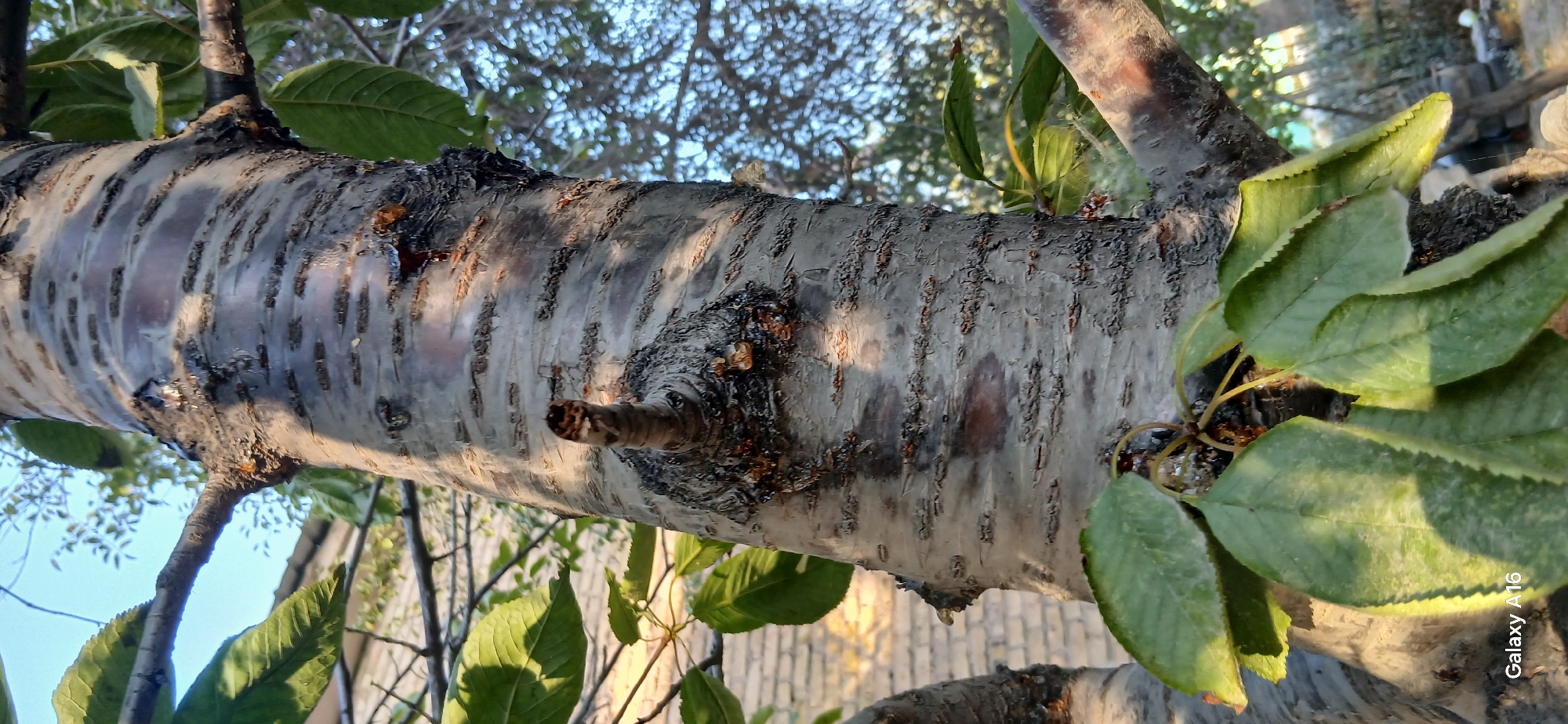 The image is a close-up, low-angle shot of a cherry tree trunk with visible bark texture and horizontal striations. Several branches extend from the trunk, some with green leaves. The trunk exhibits several dark, amber-colored resinous secretions oozing from the bark, particularly concentrated around a knothole on the left side of the trunk and near the base of a branch on the lower right. The lighting suggests it is daytime, with sunlight casting shadows across the trunk. In the background, out-of-focus elements include a brick wall on the left, leafy branches, and a bright sky. The overall environment appears to be outdoors in a garden or yard setting. The specific location in Angren, Uzbekistan, is not discernible from the visual information alone.
