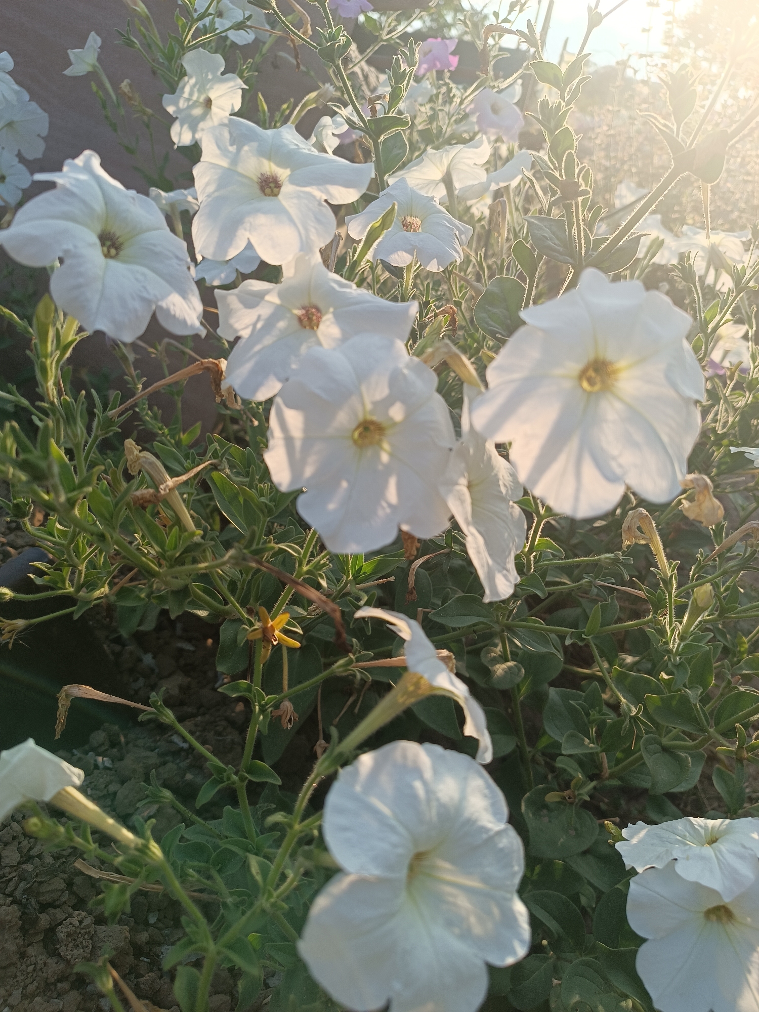 The image shows a close-up of white petunias growing in what appears to be a garden or planter box. The flowers are in various stages of bloom, with some fully open and others still budding. The sun is shining brightly, casting a warm glow on the petals and highlighting the green foliage. There are also a few dried flower heads and stems visible, indicating that some flowers have finished blooming. The background is somewhat blurred, suggesting a shallow depth of field, which helps to focus attention on the flowers. The overall impression is one of natural beauty and growth. The specific location in Vypasne, Ukraine, is not discernible from the image itself.
