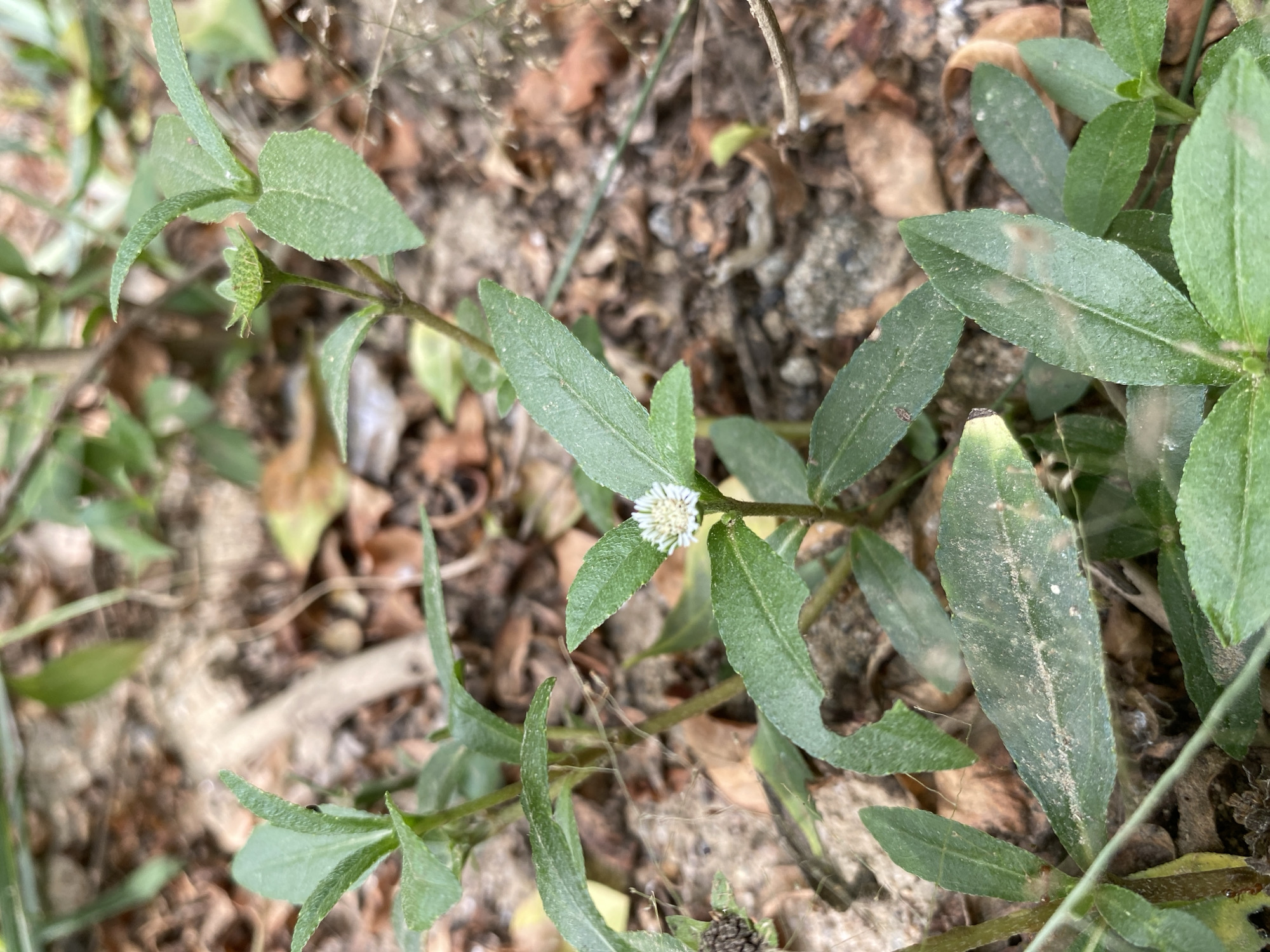 This close-up outdoor shot features a small herbaceous plant with green leaves and a single white flower, growing amidst a ground cover of dried brown leaves and soil. The setting appears to be a natural or uncultivated area, possibly a garden or forest floor.
The plant has multiple slender stems with alternate, elongated, medium green leaves that are somewhat lance-shaped and appear to have slightly serrated or undulate margins. The leaf surfaces show a fine texture or dust, and some leaves have minor brown discoloration or insect damage.
A small, white composite flower is prominently visible near the center of the main image, featuring a dense, light-yellow to white center surrounded by numerous tiny white ray florets, giving it a button-like appearance. Another closed flower bud is visible in one of the cropped images, revealing its green, spiky calyx.
The background is unfocused but shows a mix of reddish-brown and darker brown dried leaves, along with patches of light brown soil and small pebbles. There are also faint, fine white threads, possibly spiderwebs, visible on and around the plant. The lighting suggests it is daytime, with natural light illuminating the scene. No people, animals, or artificial objects are visible. No text is present in the image. The scene depicts a small, wild plant thriving in its natural environment.