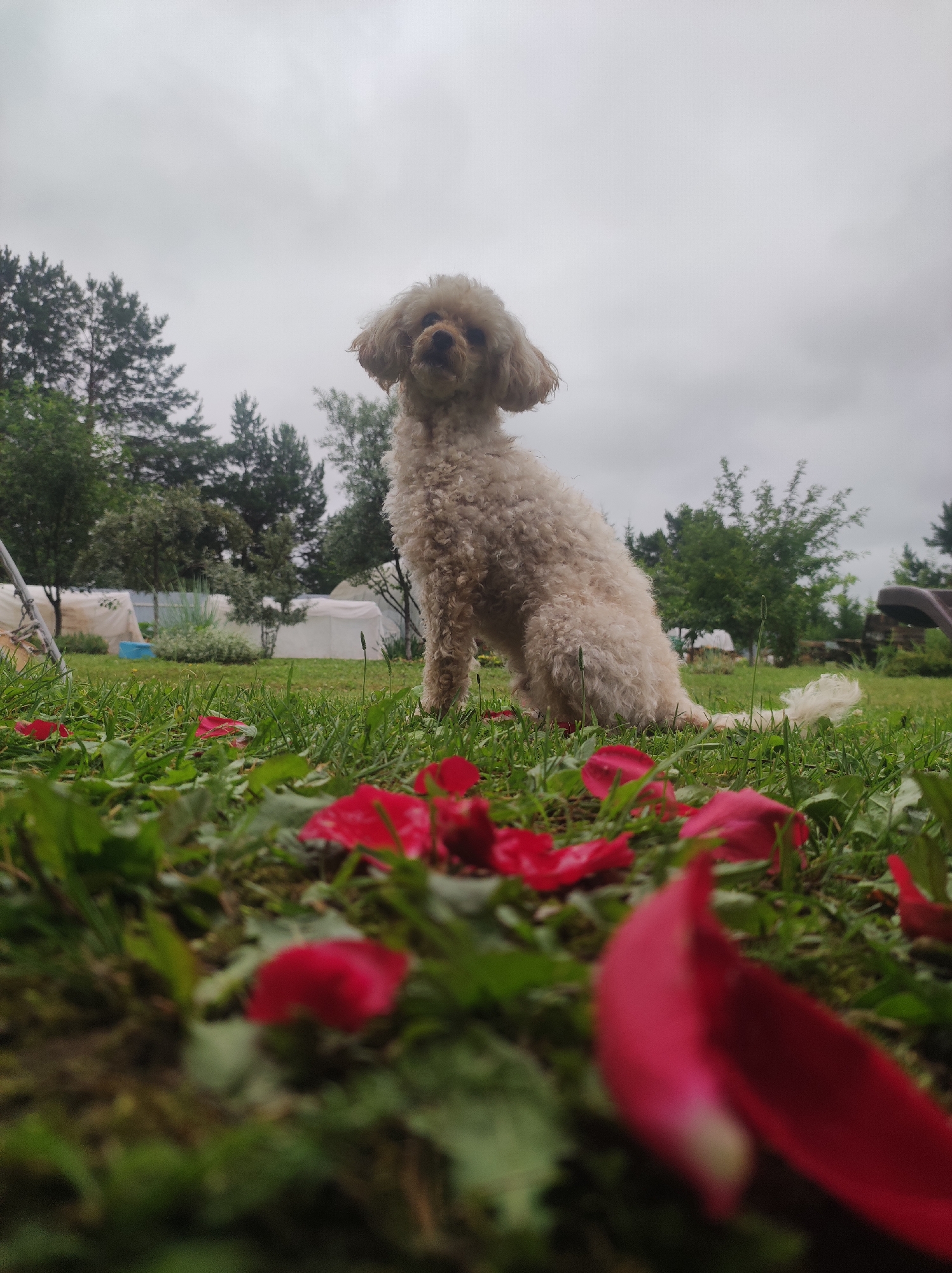 A medium shot, taken from a low angle, shows a light-colored poodle sitting on a grassy lawn in an outdoor setting. The dog is facing the camera, with its ears perked and its mouth slightly open. The poodle has a fluffy, curly coat. In the foreground, scattered red rose petals lie on the grass, some of which are out of focus. In the background, several white tents are visible, along with trees and a cloudy sky. The environment appears to be a backyard or a park, possibly in a rural or suburban area. The specific location in the city of Фоки, Russia, is not discernible from the image itself.
