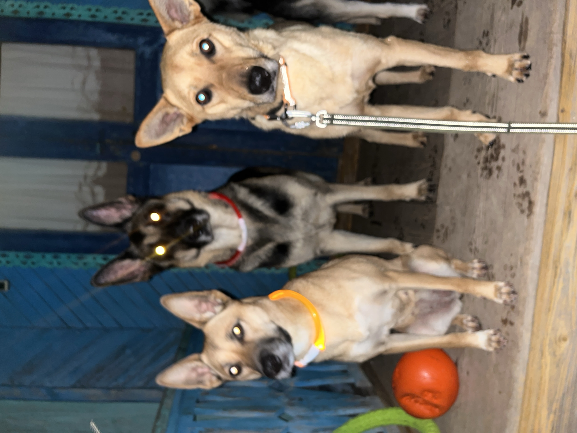 Three dogs are standing on a wooden porch with blue painted walls in the background. The dog on the left is light brown with an orange glowing collar. The dog in the middle is a German Shepherd with a red and white glowing collar. The dog on the right is light brown with a white and green reflective leash attached to its collar. An orange ball is on the porch to the left of the dogs. The image is dark, suggesting it was taken at night.