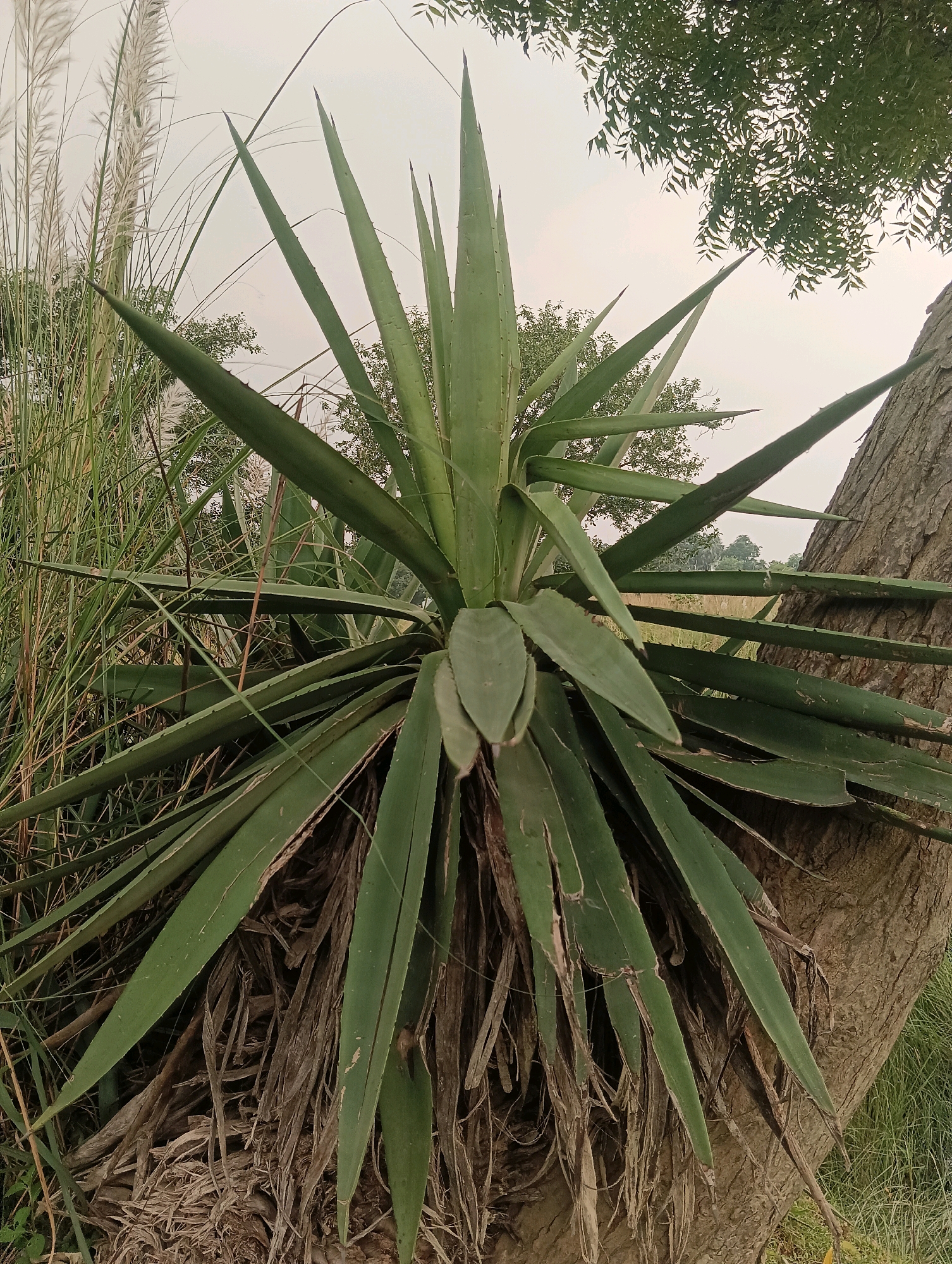 A large, spiky green agave plant grows next to a rough-barked tree trunk. Tall, feathery white grasses are visible to the left of the agave. In the background, out-of-focus green foliage and a light-colored sky can be seen. The scene appears to be outdoors in an area with natural vegetation. The image was taken in Tilkar, India.