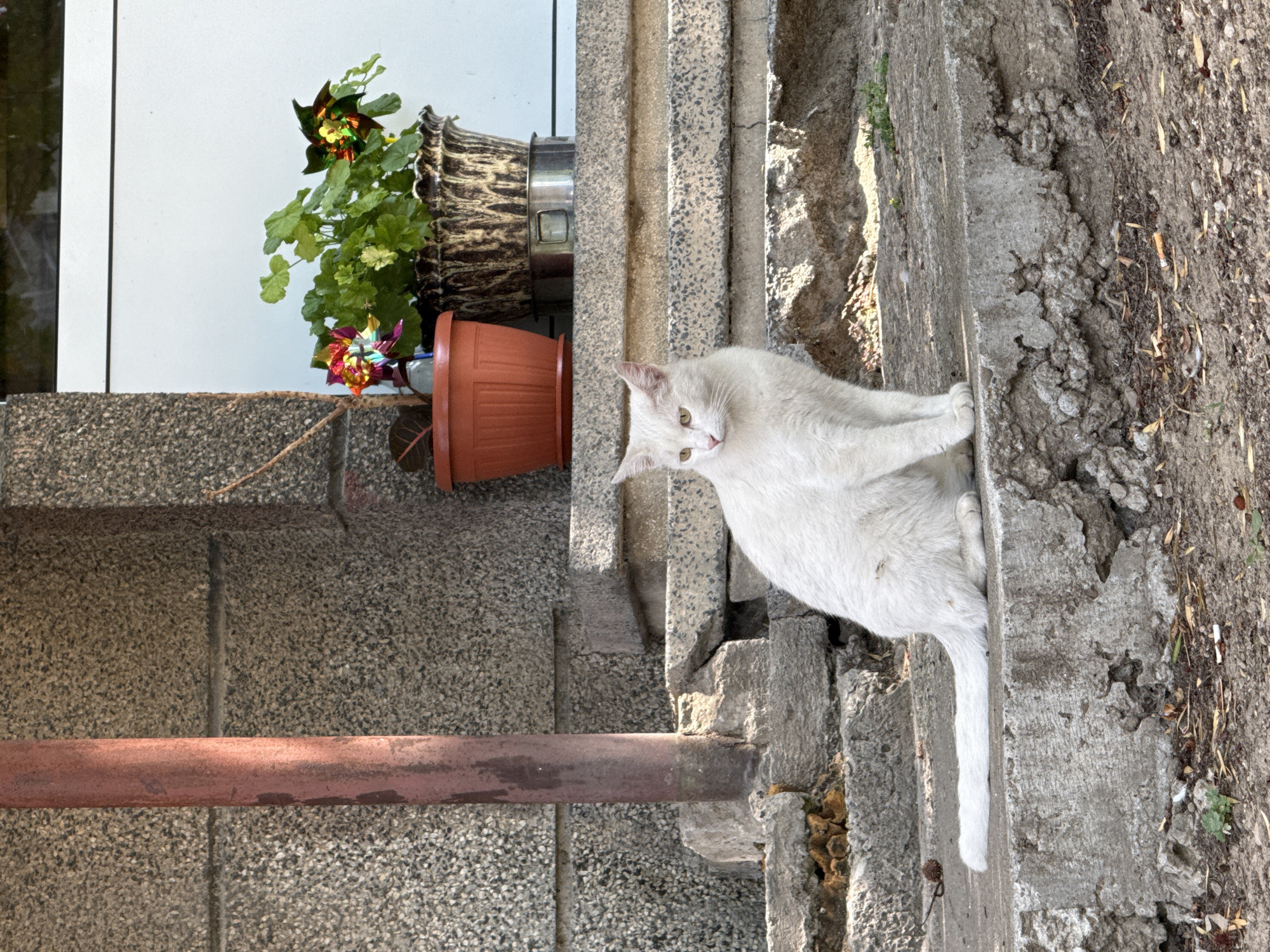 A white cat with yellow eyes sits on the edge of a cracked concrete step outside a building. The building appears to be constructed with rough, grey aggregate material. To the left of the cat, a rusted red metal pipe stands vertically against the building wall. On the step behind the cat, there are two potted plants. The pot on the left is a terracotta color and contains a plant with green leaves and colorful, metallic pinwheels. The pot on the right is a more ornate, patterned planter with similar greenery and pinwheels. The scene is lit by bright sunlight, casting shadows on the steps. The ground in front of the steps is covered with dirt, dry leaves, and scattered debris, including cigarette butts. The overall setting suggests an outdoor urban environment, possibly a residential or commercial building in Pleven, Bulgaria.